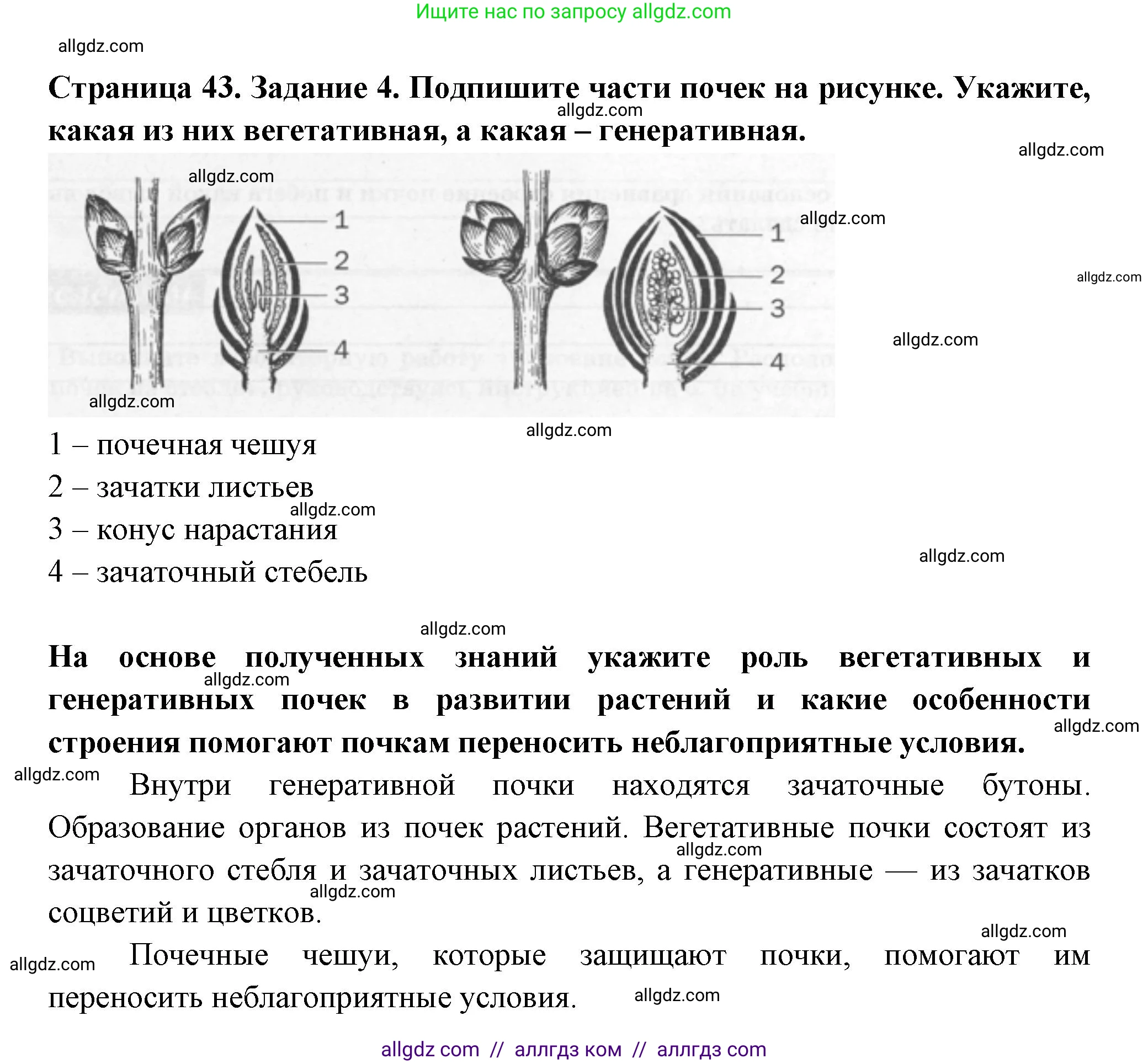 Биология, 6 класс рабочая тетрадь, авторы: Пасечник Владимир Васильевич, Суматохин Сергей Витальевич, Швецов Глеб Геннадьевич, Гапонюк Зоя Георгиевна, Косарькова Марина Викторовна, издательство Просвещение, Москва, 2023, белого цвета, страница 43, номер 4, Решение