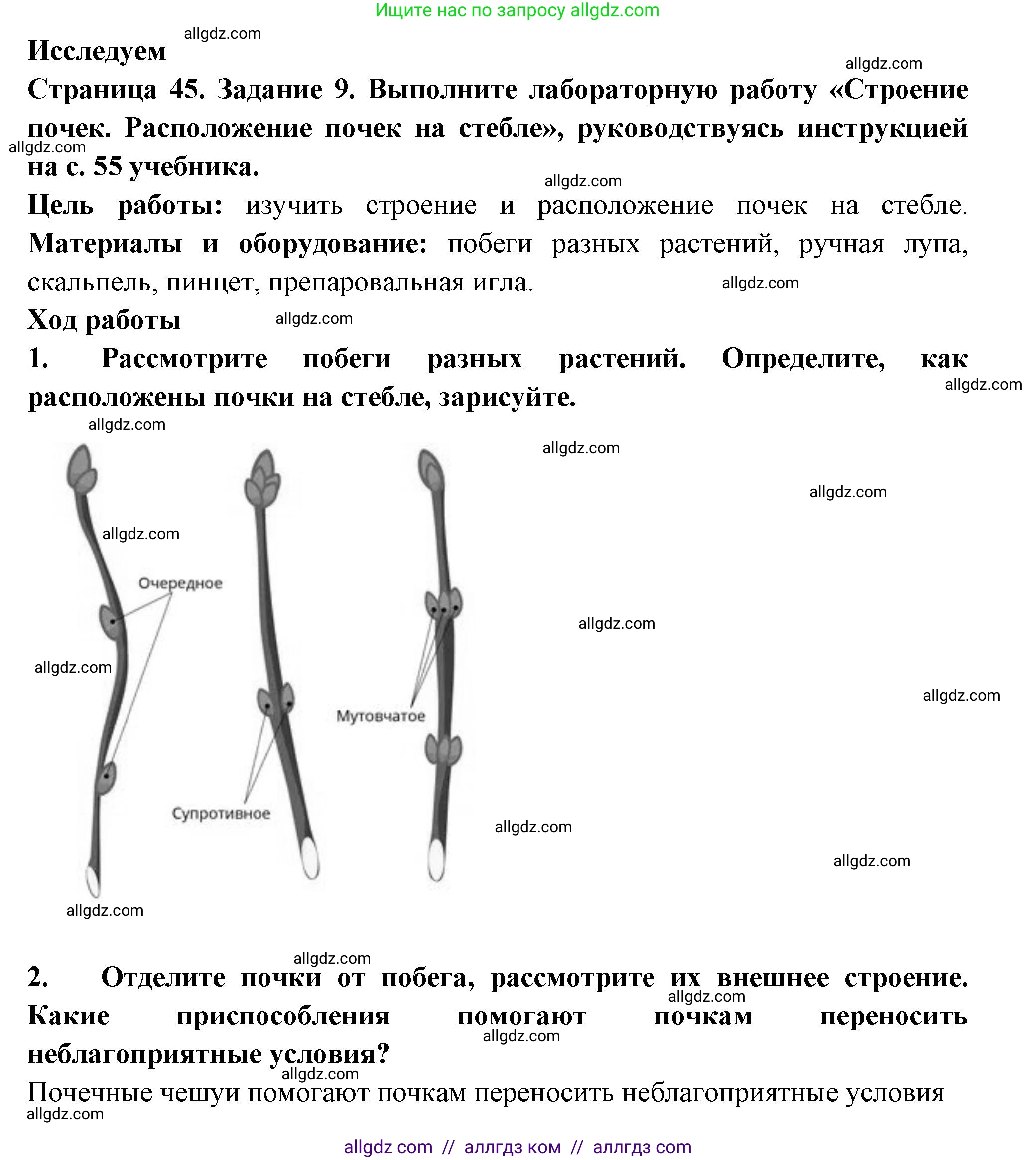 Биология, 6 класс рабочая тетрадь, авторы: Пасечник Владимир Васильевич, Суматохин Сергей Витальевич, Швецов Глеб Геннадьевич, Гапонюк Зоя Георгиевна, Косарькова Марина Викторовна, издательство Просвещение, Москва, 2023, белого цвета, страница 45, номер 9, Решение