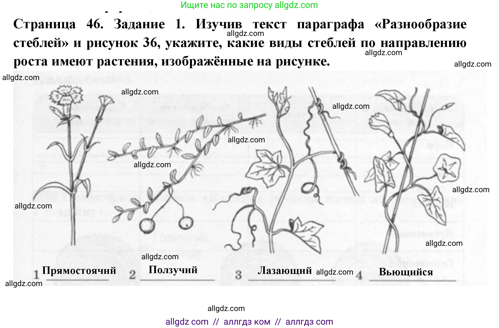 Биология, 6 класс рабочая тетрадь, авторы: Пасечник Владимир Васильевич, Суматохин Сергей Витальевич, Швецов Глеб Геннадьевич, Гапонюк Зоя Георгиевна, Косарькова Марина Викторовна, издательство Просвещение, Москва, 2023, белого цвета, страница 46, номер 1, Решение