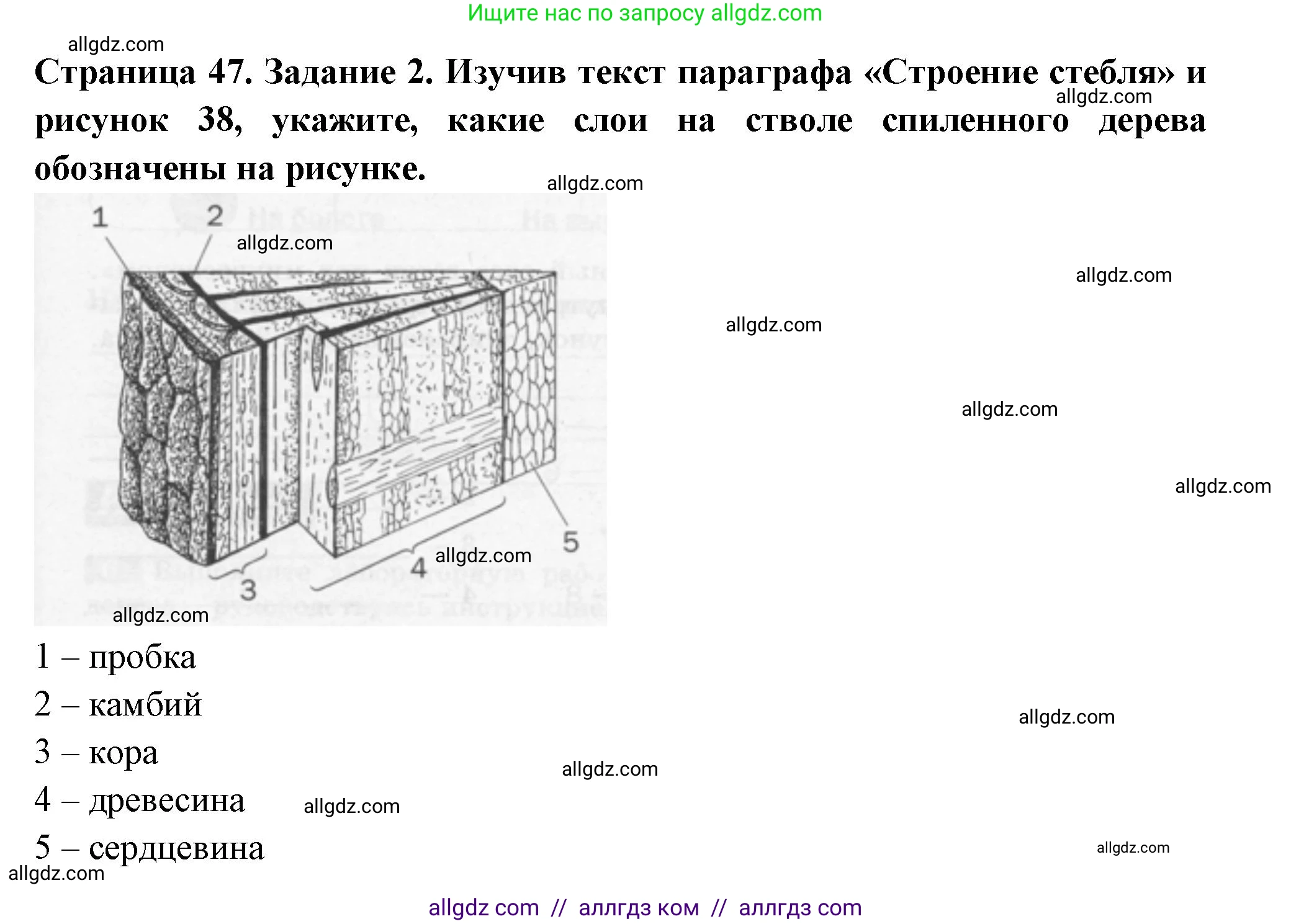 Биология, 6 класс рабочая тетрадь, авторы: Пасечник Владимир Васильевич, Суматохин Сергей Витальевич, Швецов Глеб Геннадьевич, Гапонюк Зоя Георгиевна, Косарькова Марина Викторовна, издательство Просвещение, Москва, 2023, белого цвета, страница 47, номер 2, Решение