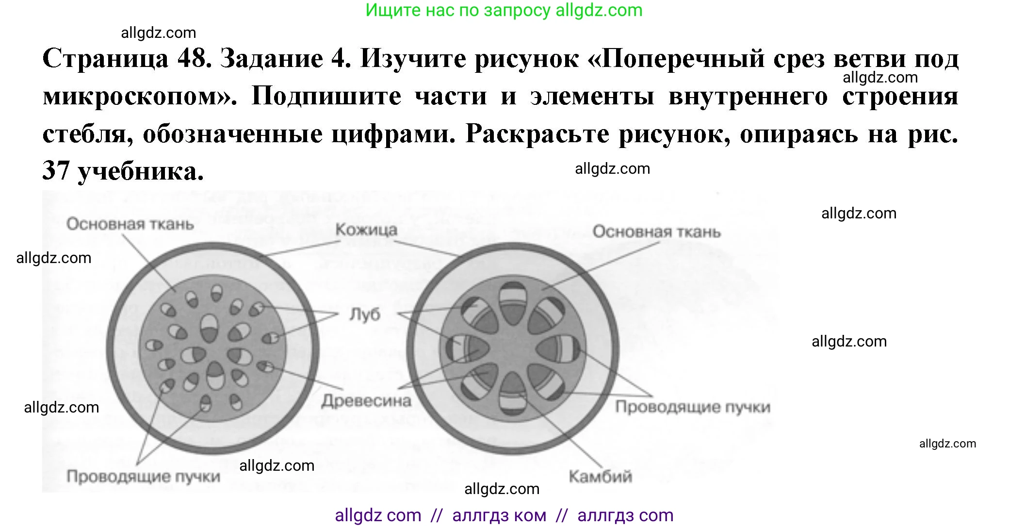 Биология, 6 класс рабочая тетрадь, авторы: Пасечник Владимир Васильевич, Суматохин Сергей Витальевич, Швецов Глеб Геннадьевич, Гапонюк Зоя Георгиевна, Косарькова Марина Викторовна, издательство Просвещение, Москва, 2023, белого цвета, страница 48, номер 4, Решение
