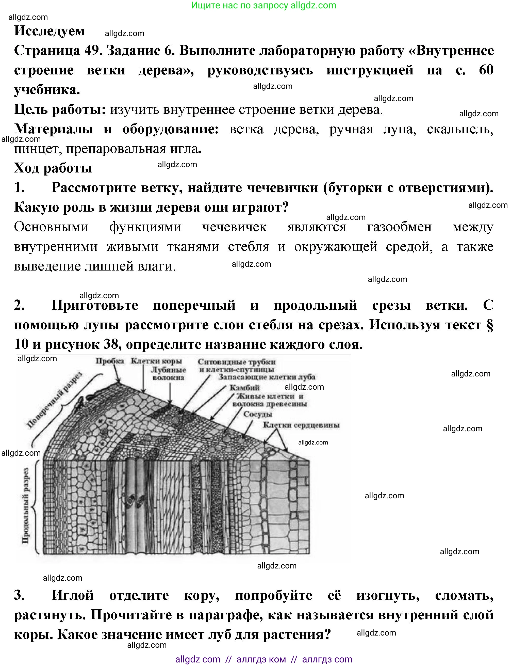 Биология, 6 класс рабочая тетрадь, авторы: Пасечник Владимир Васильевич, Суматохин Сергей Витальевич, Швецов Глеб Геннадьевич, Гапонюк Зоя Георгиевна, Косарькова Марина Викторовна, издательство Просвещение, Москва, 2023, белого цвета, страница 49, номер 6, Решение