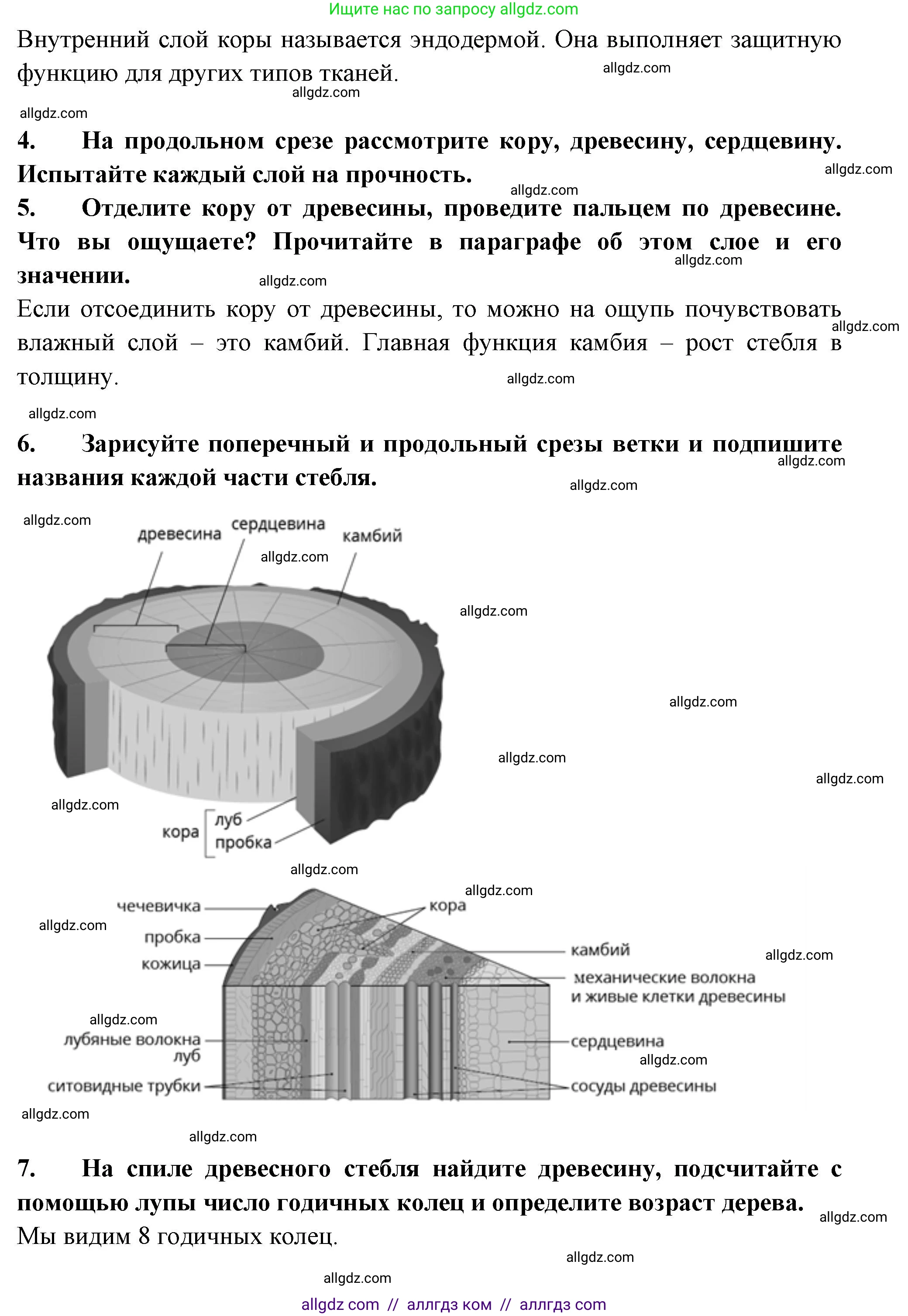 Биология, 6 класс рабочая тетрадь, авторы: Пасечник Владимир Васильевич, Суматохин Сергей Витальевич, Швецов Глеб Геннадьевич, Гапонюк Зоя Георгиевна, Косарькова Марина Викторовна, издательство Просвещение, Москва, 2023, белого цвета, страница 49, номер 6, Решение (продолжение 2)