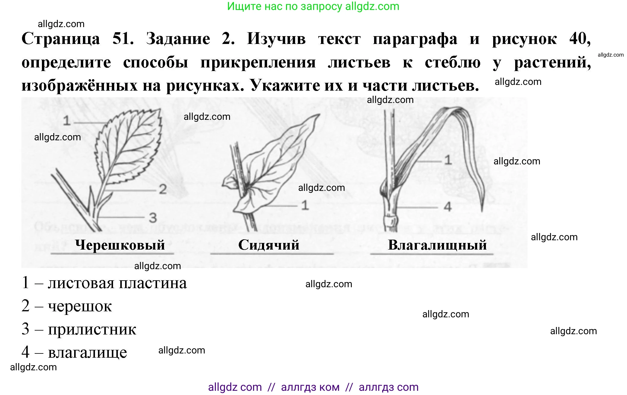 Биология, 6 класс рабочая тетрадь, авторы: Пасечник Владимир Васильевич, Суматохин Сергей Витальевич, Швецов Глеб Геннадьевич, Гапонюк Зоя Георгиевна, Косарькова Марина Викторовна, издательство Просвещение, Москва, 2023, белого цвета, страница 51, номер 2, Решение