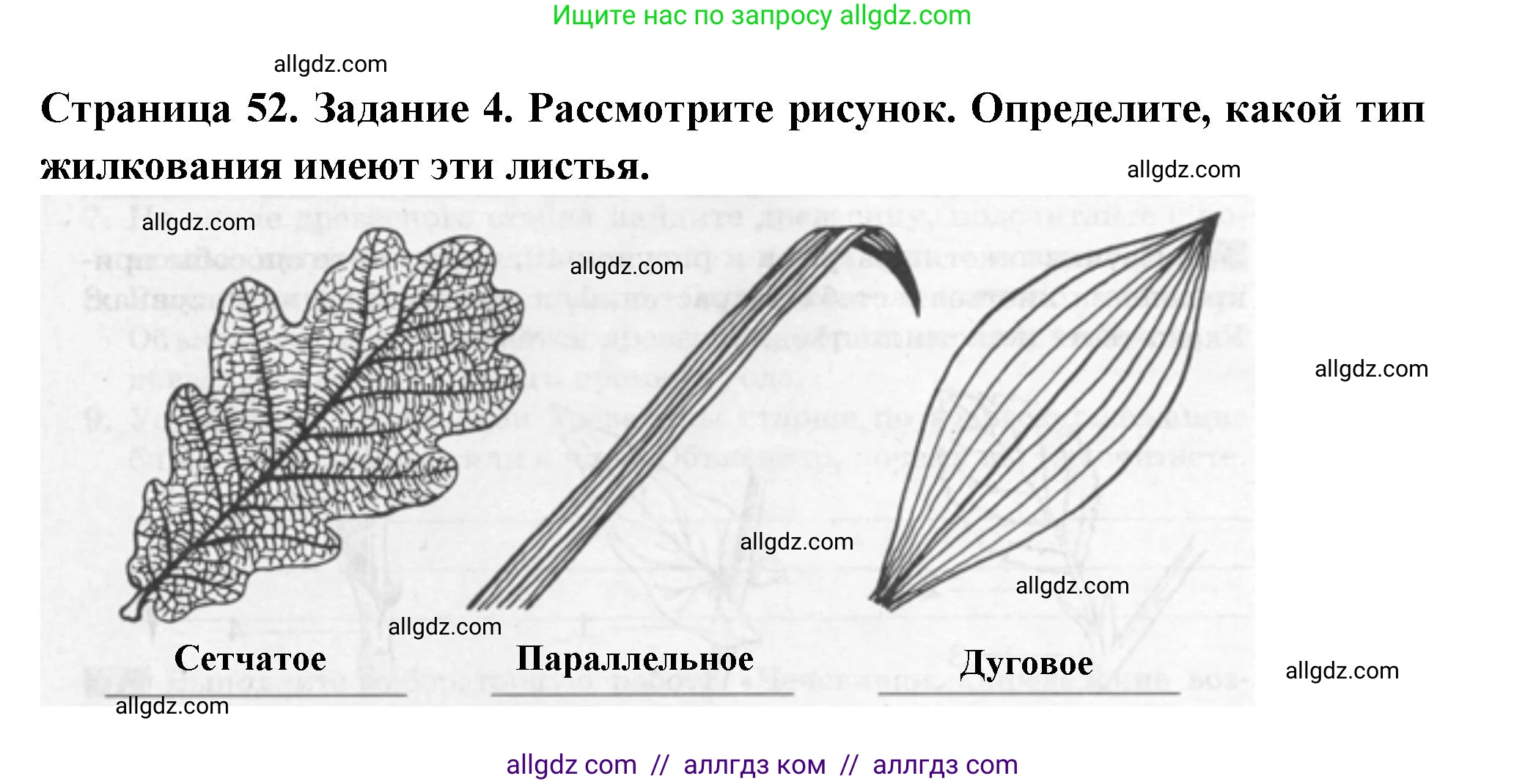 Биология, 6 класс рабочая тетрадь, авторы: Пасечник Владимир Васильевич, Суматохин Сергей Витальевич, Швецов Глеб Геннадьевич, Гапонюк Зоя Георгиевна, Косарькова Марина Викторовна, издательство Просвещение, Москва, 2023, белого цвета, страница 52, номер 4, Решение