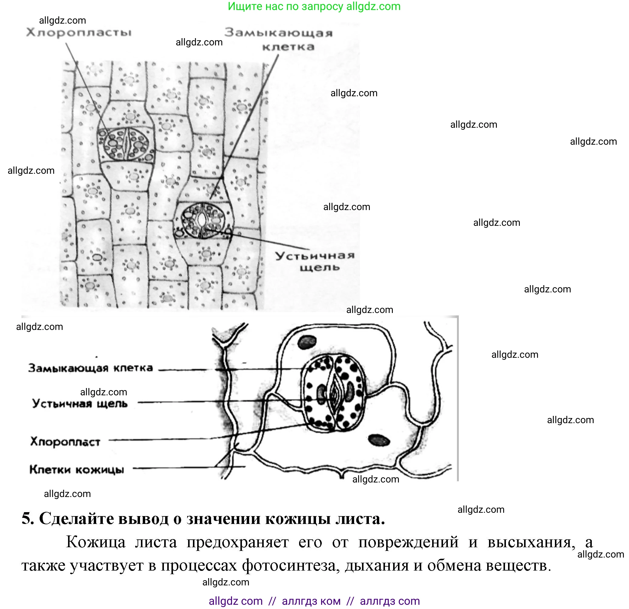 Биология, 6 класс рабочая тетрадь, авторы: Пасечник Владимир Васильевич, Суматохин Сергей Витальевич, Швецов Глеб Геннадьевич, Гапонюк Зоя Георгиевна, Косарькова Марина Викторовна, издательство Просвещение, Москва, 2023, белого цвета, страница 55, номер 8, Решение (продолжение 2)