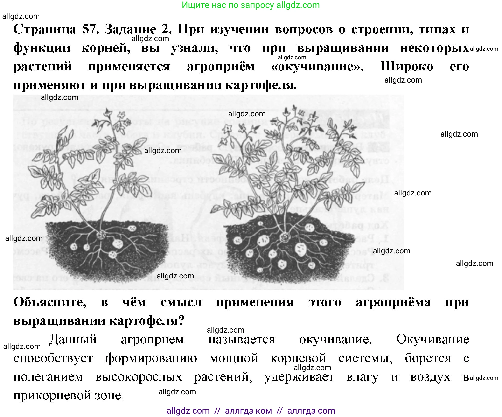 Биология, 6 класс рабочая тетрадь, авторы: Пасечник Владимир Васильевич, Суматохин Сергей Витальевич, Швецов Глеб Геннадьевич, Гапонюк Зоя Георгиевна, Косарькова Марина Викторовна, издательство Просвещение, Москва, 2023, белого цвета, страница 57, номер 2, Решение
