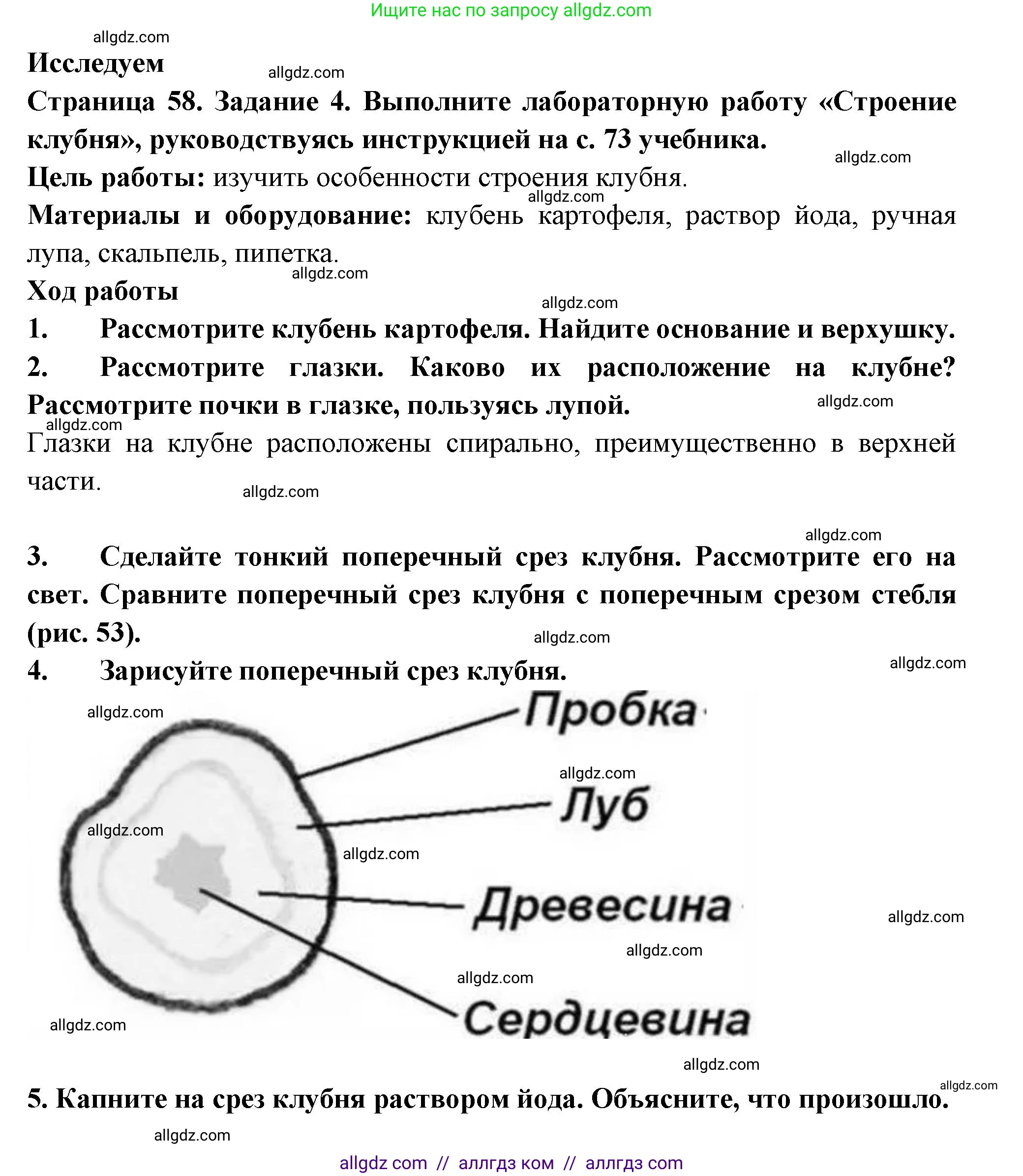 Биология, 6 класс рабочая тетрадь, авторы: Пасечник Владимир Васильевич, Суматохин Сергей Витальевич, Швецов Глеб Геннадьевич, Гапонюк Зоя Георгиевна, Косарькова Марина Викторовна, издательство Просвещение, Москва, 2023, белого цвета, страница 58, номер 4, Решение