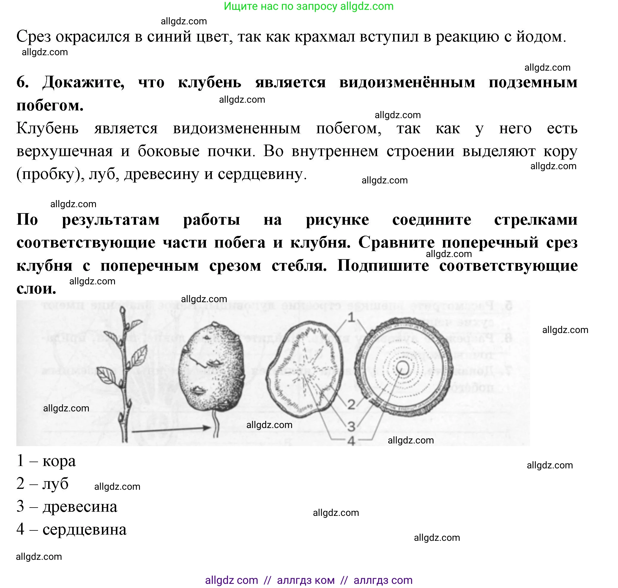 Биология, 6 класс рабочая тетрадь, авторы: Пасечник Владимир Васильевич, Суматохин Сергей Витальевич, Швецов Глеб Геннадьевич, Гапонюк Зоя Георгиевна, Косарькова Марина Викторовна, издательство Просвещение, Москва, 2023, белого цвета, страница 58, номер 4, Решение (продолжение 2)