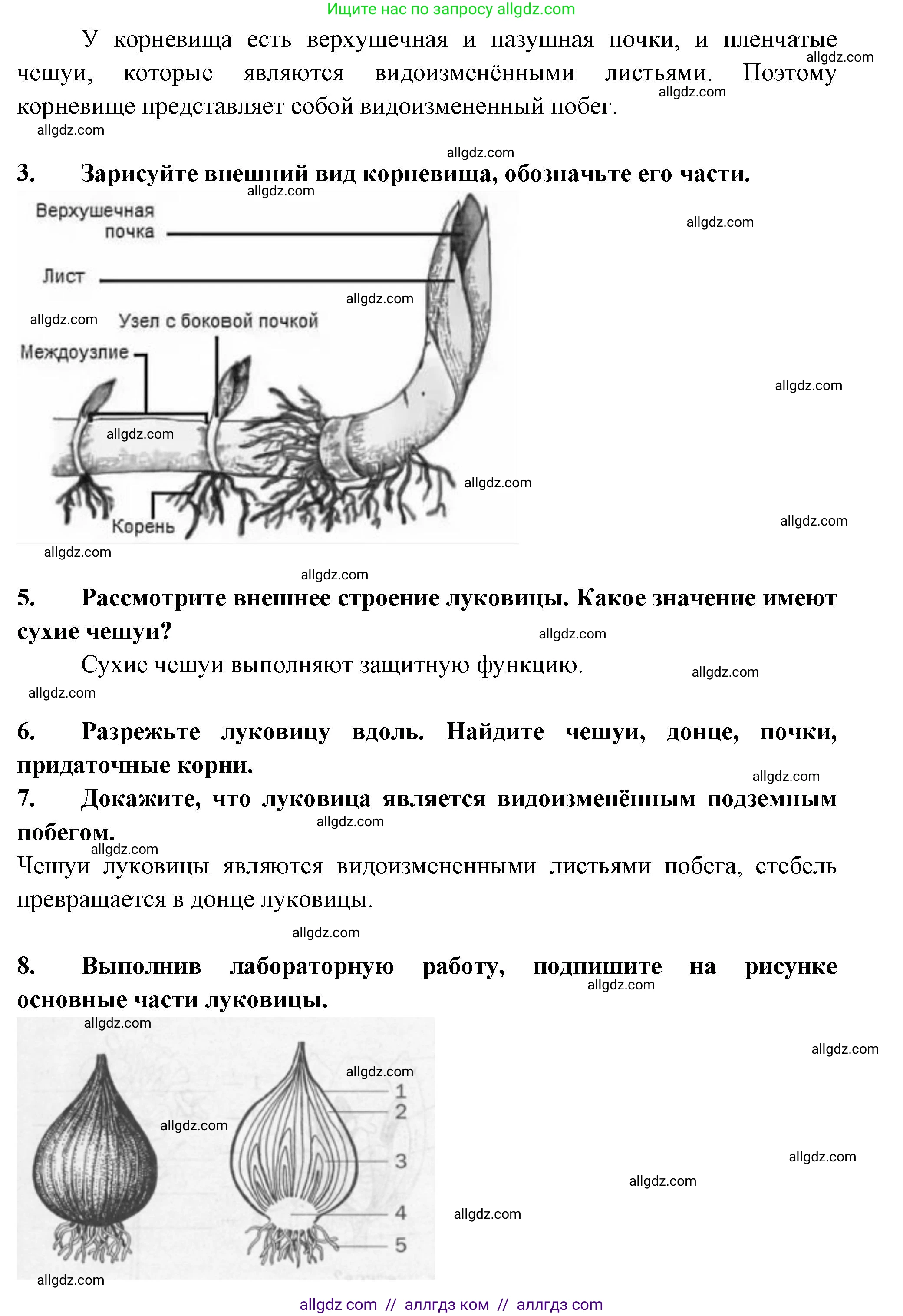 Биология, 6 класс рабочая тетрадь, авторы: Пасечник Владимир Васильевич, Суматохин Сергей Витальевич, Швецов Глеб Геннадьевич, Гапонюк Зоя Георгиевна, Косарькова Марина Викторовна, издательство Просвещение, Москва, 2023, белого цвета, страница 60, номер 5, Решение (продолжение 2)