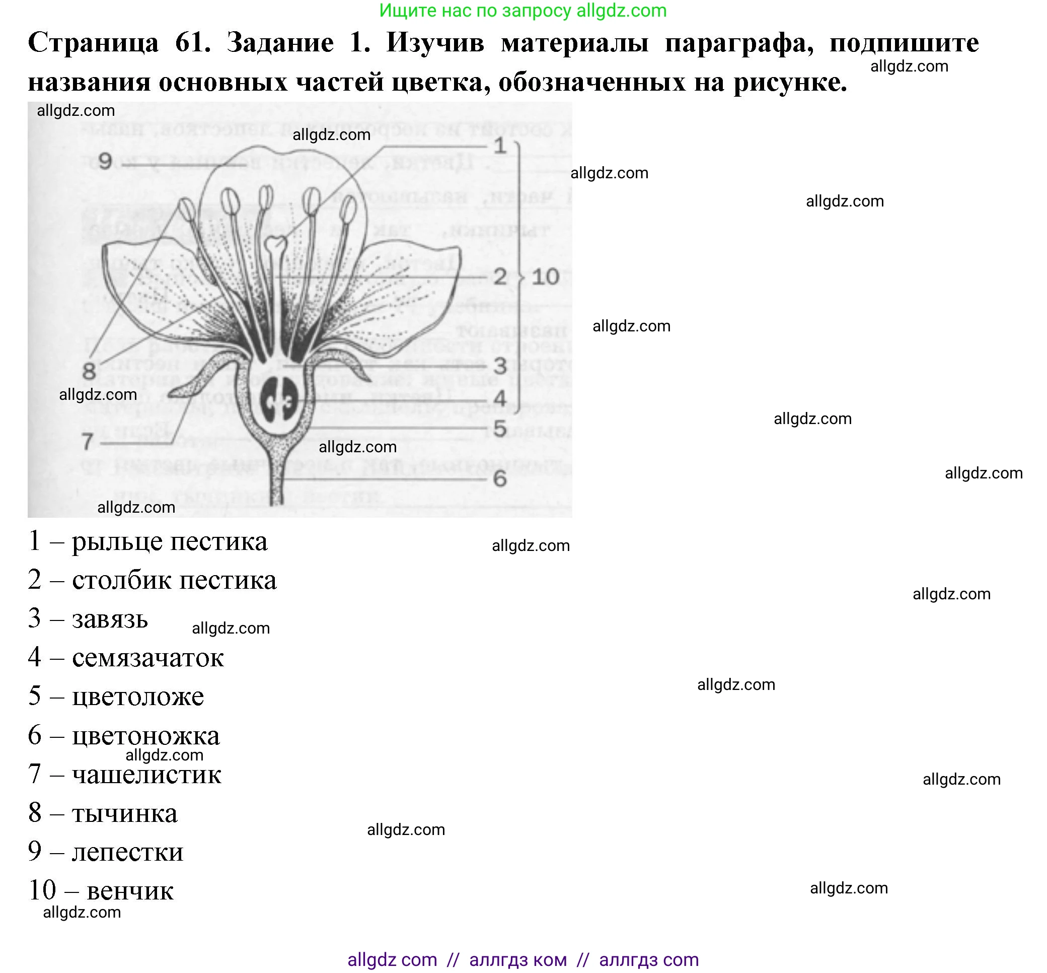Биология, 6 класс рабочая тетрадь, авторы: Пасечник Владимир Васильевич, Суматохин Сергей Витальевич, Швецов Глеб Геннадьевич, Гапонюк Зоя Георгиевна, Косарькова Марина Викторовна, издательство Просвещение, Москва, 2023, белого цвета, страница 61, номер 1, Решение