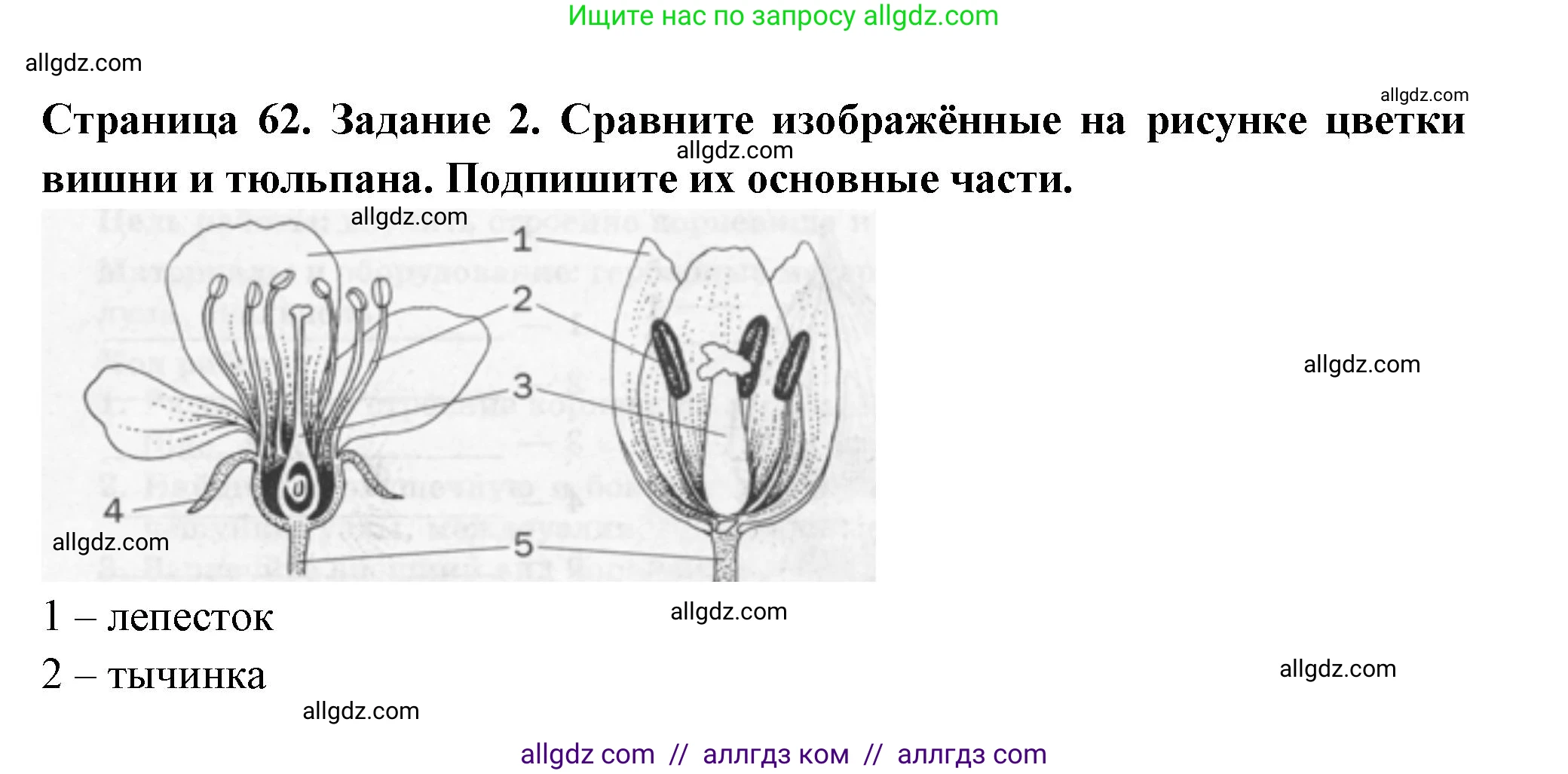 Биология, 6 класс рабочая тетрадь, авторы: Пасечник Владимир Васильевич, Суматохин Сергей Витальевич, Швецов Глеб Геннадьевич, Гапонюк Зоя Георгиевна, Косарькова Марина Викторовна, издательство Просвещение, Москва, 2023, белого цвета, страница 62, номер 2, Решение