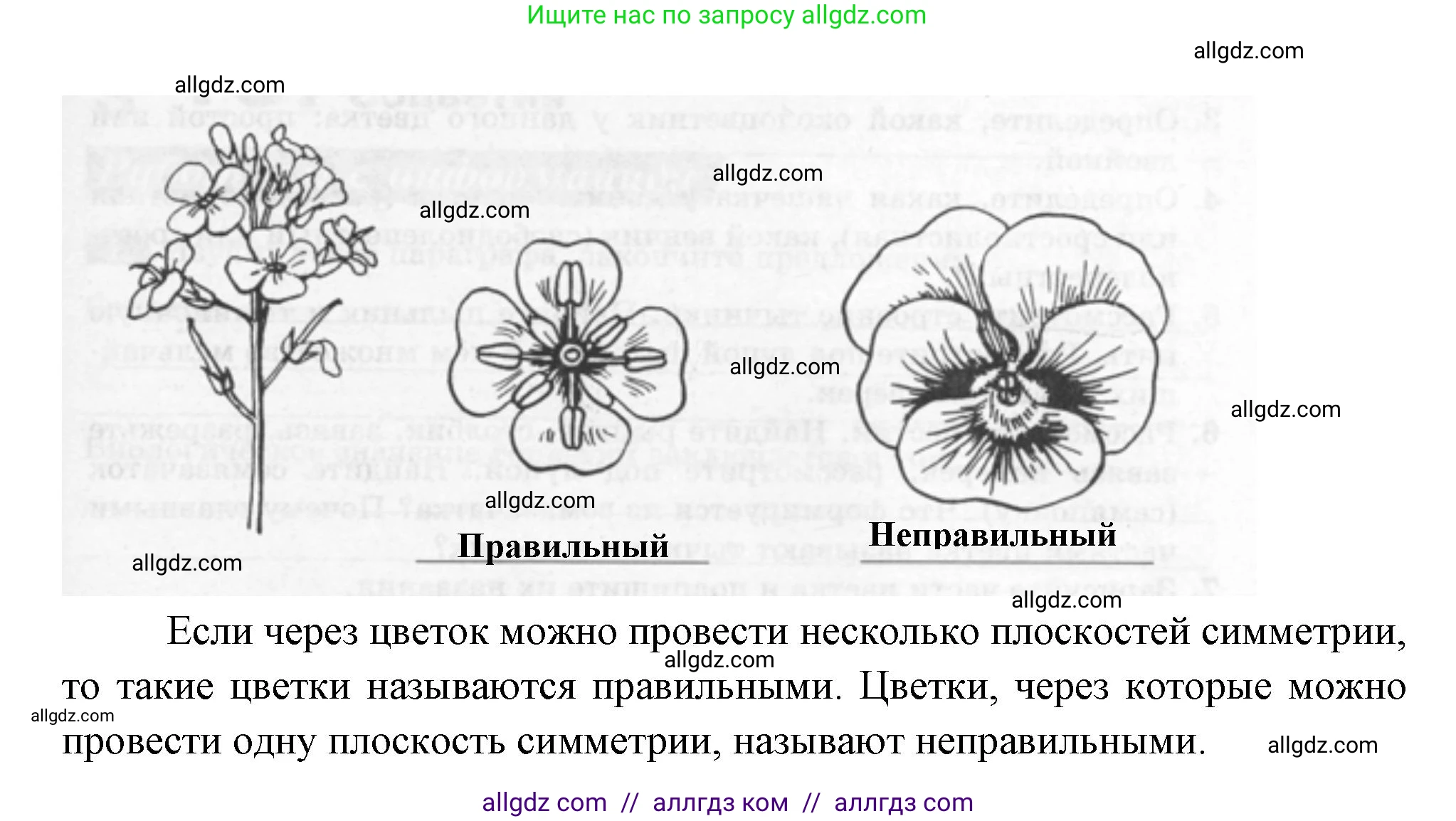 Биология, 6 класс рабочая тетрадь, авторы: Пасечник Владимир Васильевич, Суматохин Сергей Витальевич, Швецов Глеб Геннадьевич, Гапонюк Зоя Георгиевна, Косарькова Марина Викторовна, издательство Просвещение, Москва, 2023, белого цвета, страница 63, номер 4, Решение (продолжение 2)