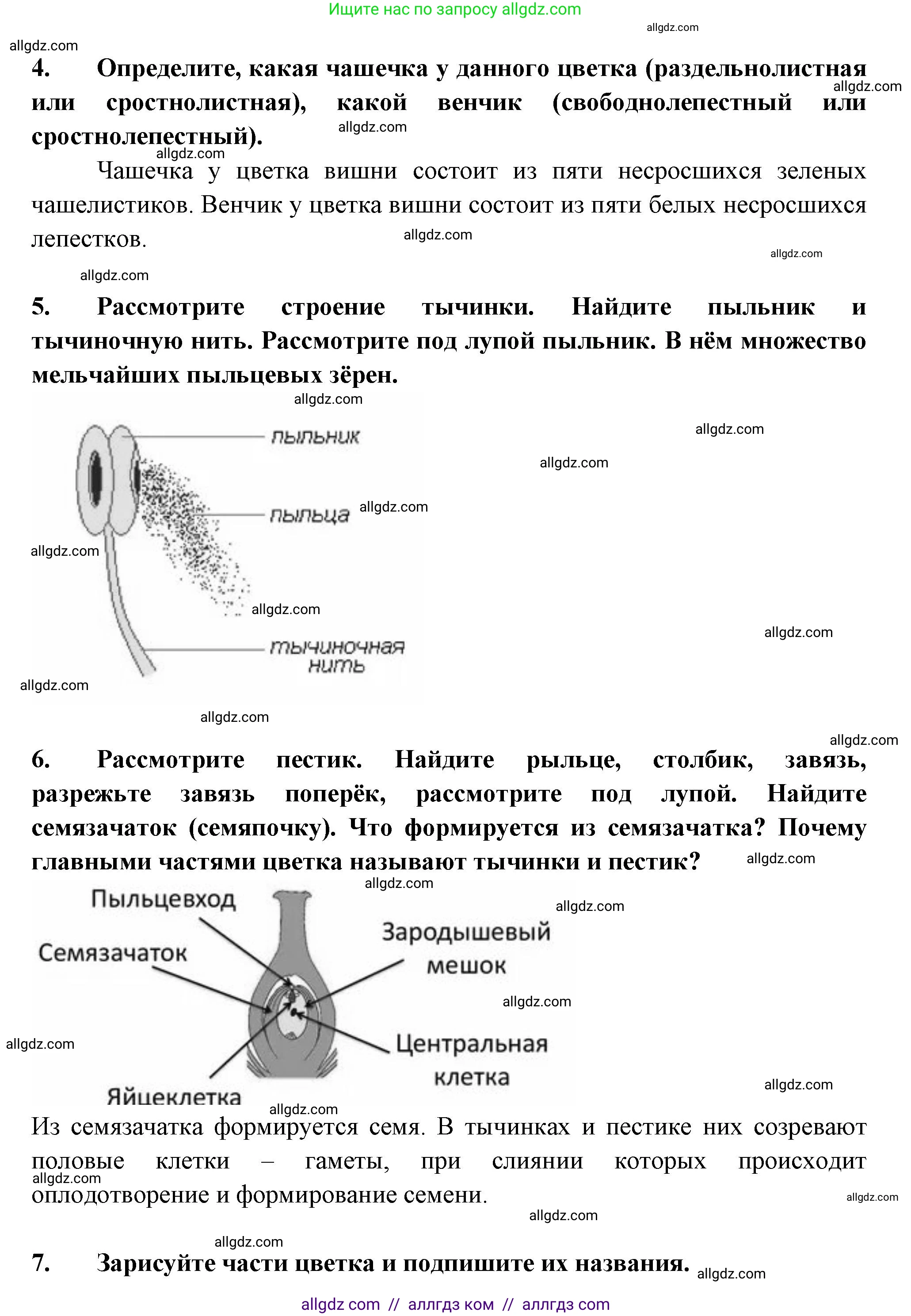 Биология, 6 класс рабочая тетрадь, авторы: Пасечник Владимир Васильевич, Суматохин Сергей Витальевич, Швецов Глеб Геннадьевич, Гапонюк Зоя Георгиевна, Косарькова Марина Викторовна, издательство Просвещение, Москва, 2023, белого цвета, страница 63, номер 6, Решение (продолжение 2)