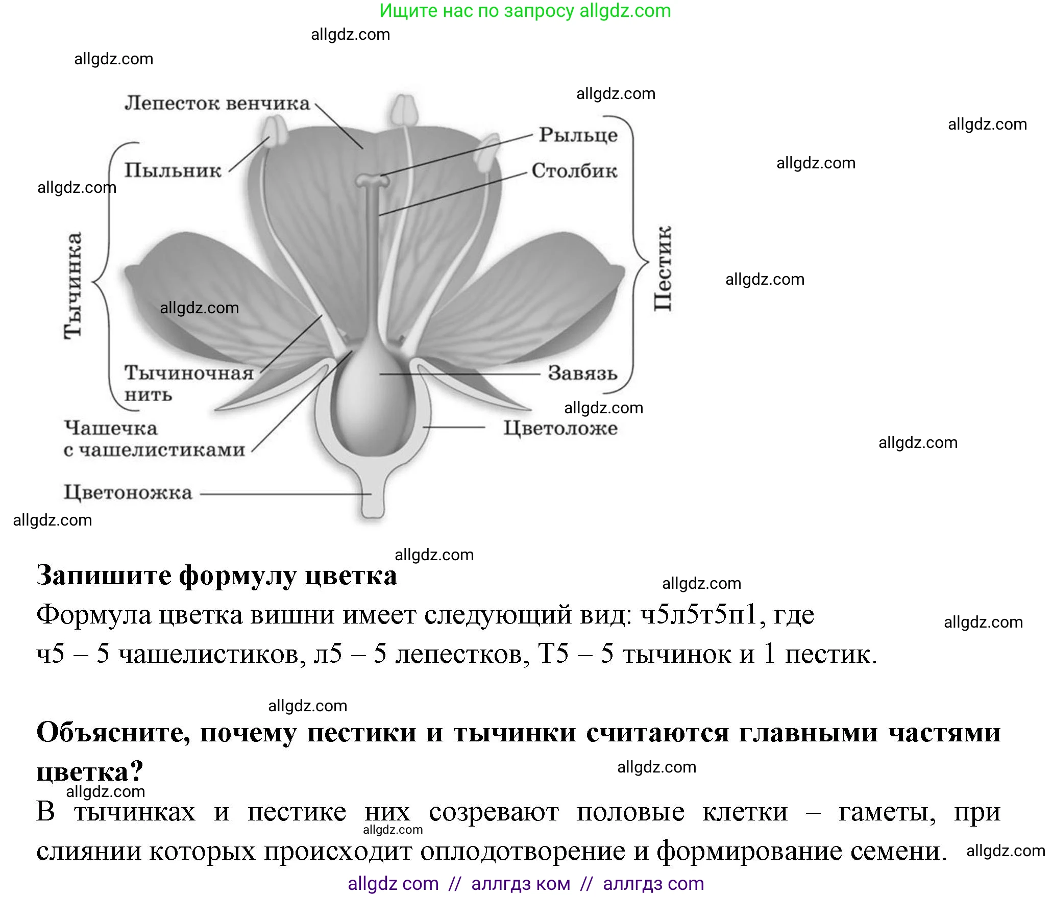 Биология, 6 класс рабочая тетрадь, авторы: Пасечник Владимир Васильевич, Суматохин Сергей Витальевич, Швецов Глеб Геннадьевич, Гапонюк Зоя Георгиевна, Косарькова Марина Викторовна, издательство Просвещение, Москва, 2023, белого цвета, страница 63, номер 6, Решение (продолжение 3)