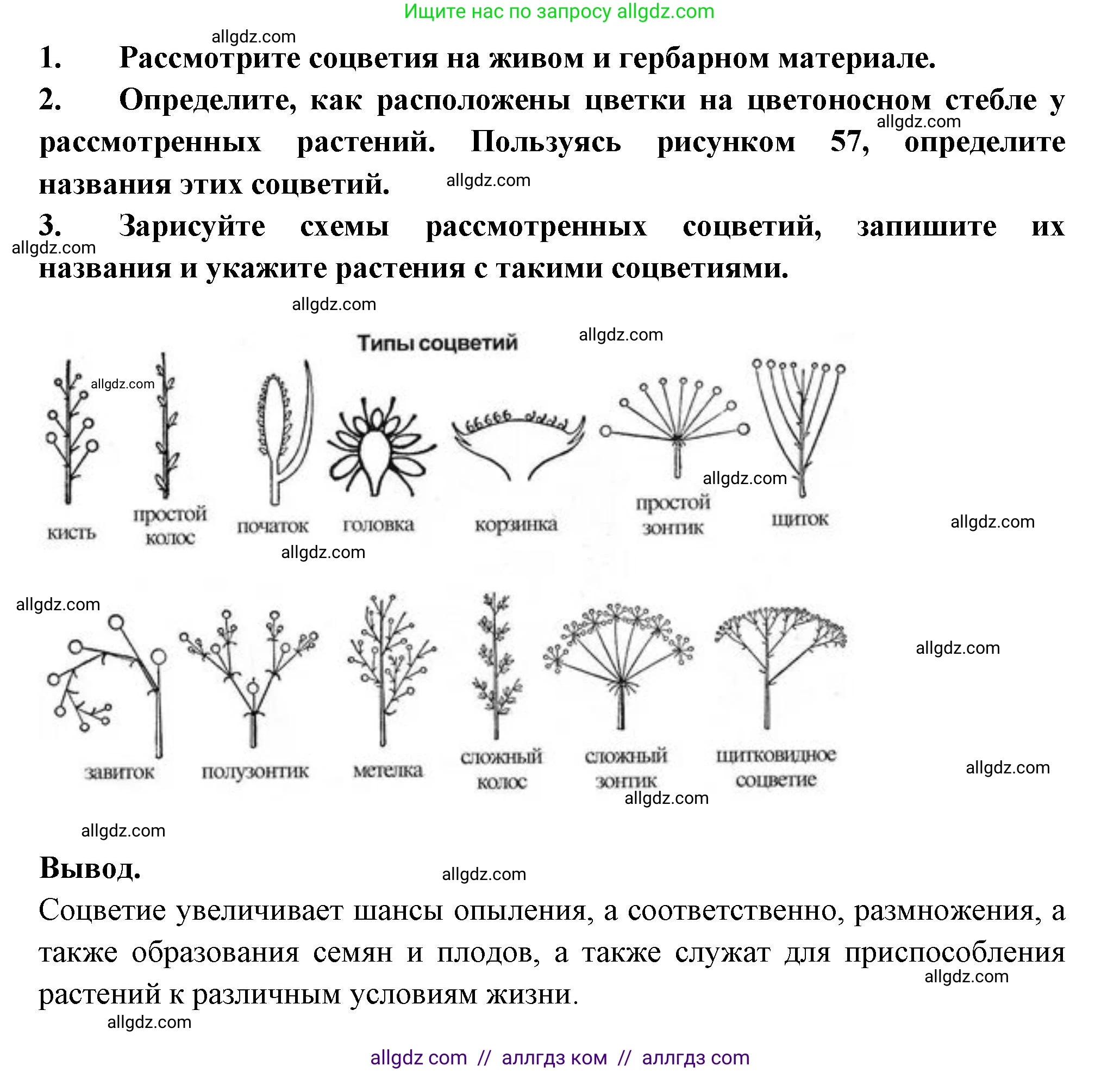 Биология, 6 класс рабочая тетрадь, авторы: Пасечник Владимир Васильевич, Суматохин Сергей Витальевич, Швецов Глеб Геннадьевич, Гапонюк Зоя Георгиевна, Косарькова Марина Викторовна, издательство Просвещение, Москва, 2023, белого цвета, страница 66, номер 4, Решение (продолжение 2)