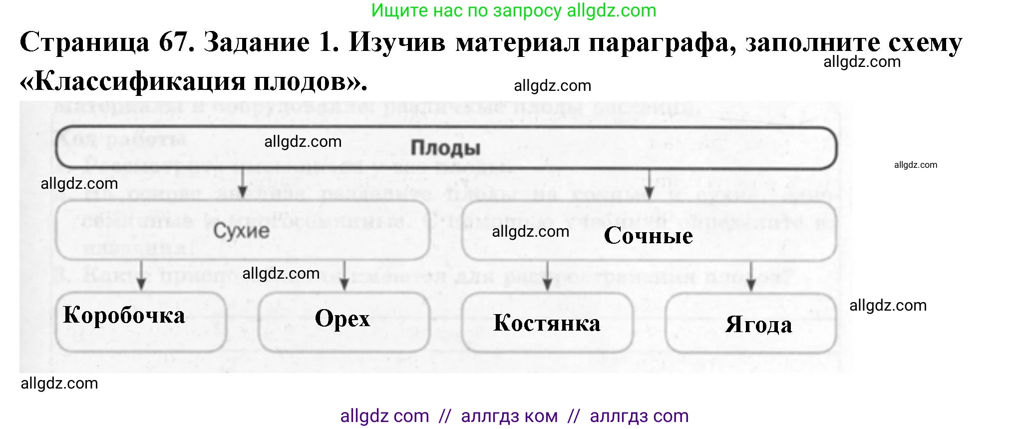 Биология, 6 класс рабочая тетрадь, авторы: Пасечник Владимир Васильевич, Суматохин Сергей Витальевич, Швецов Глеб Геннадьевич, Гапонюк Зоя Георгиевна, Косарькова Марина Викторовна, издательство Просвещение, Москва, 2023, белого цвета, страница 67, номер 1, Решение