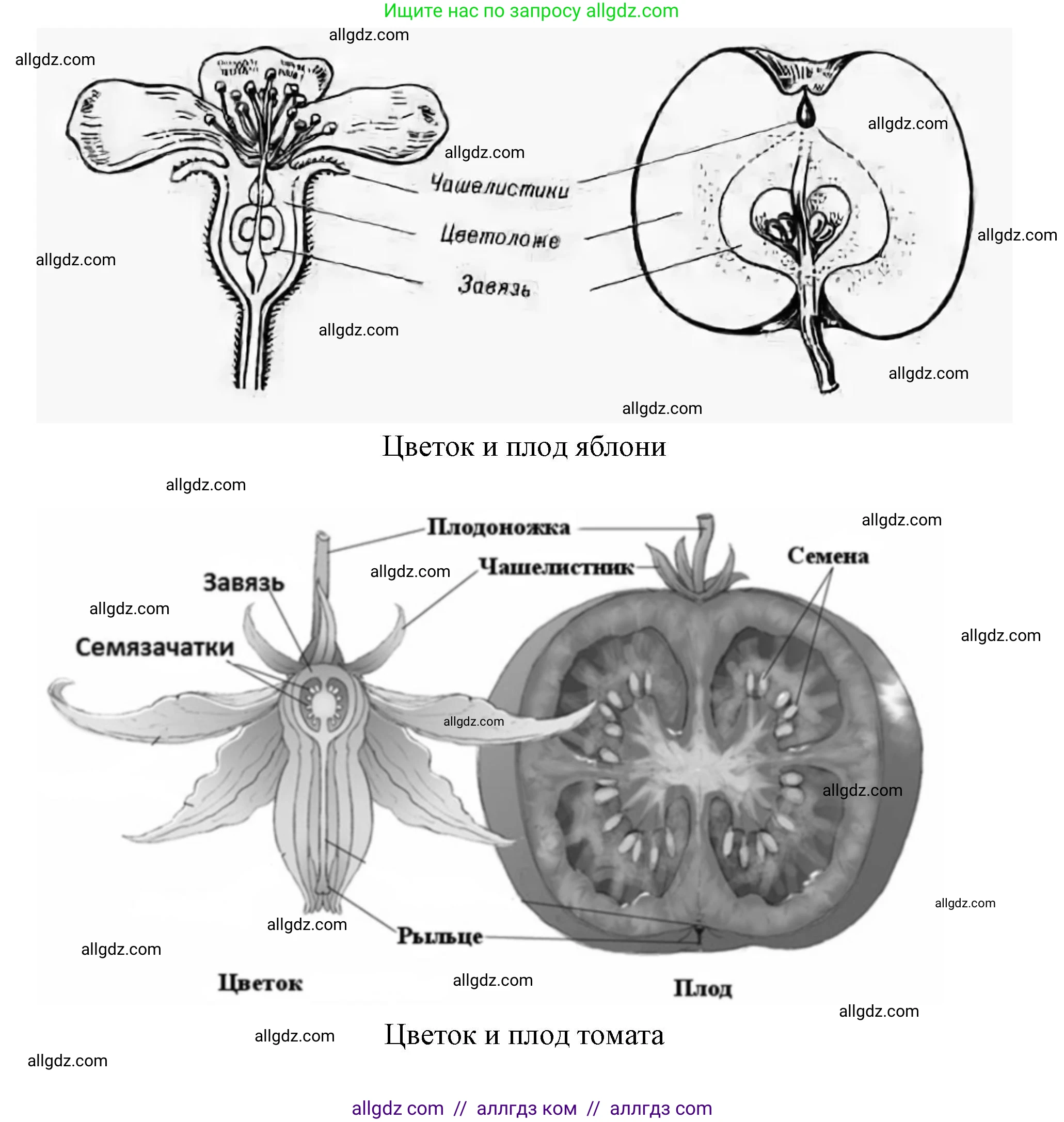 Биология, 6 класс рабочая тетрадь, авторы: Пасечник Владимир Васильевич, Суматохин Сергей Витальевич, Швецов Глеб Геннадьевич, Гапонюк Зоя Георгиевна, Косарькова Марина Викторовна, издательство Просвещение, Москва, 2023, белого цвета, страница 68, номер 3, Решение (продолжение 2)