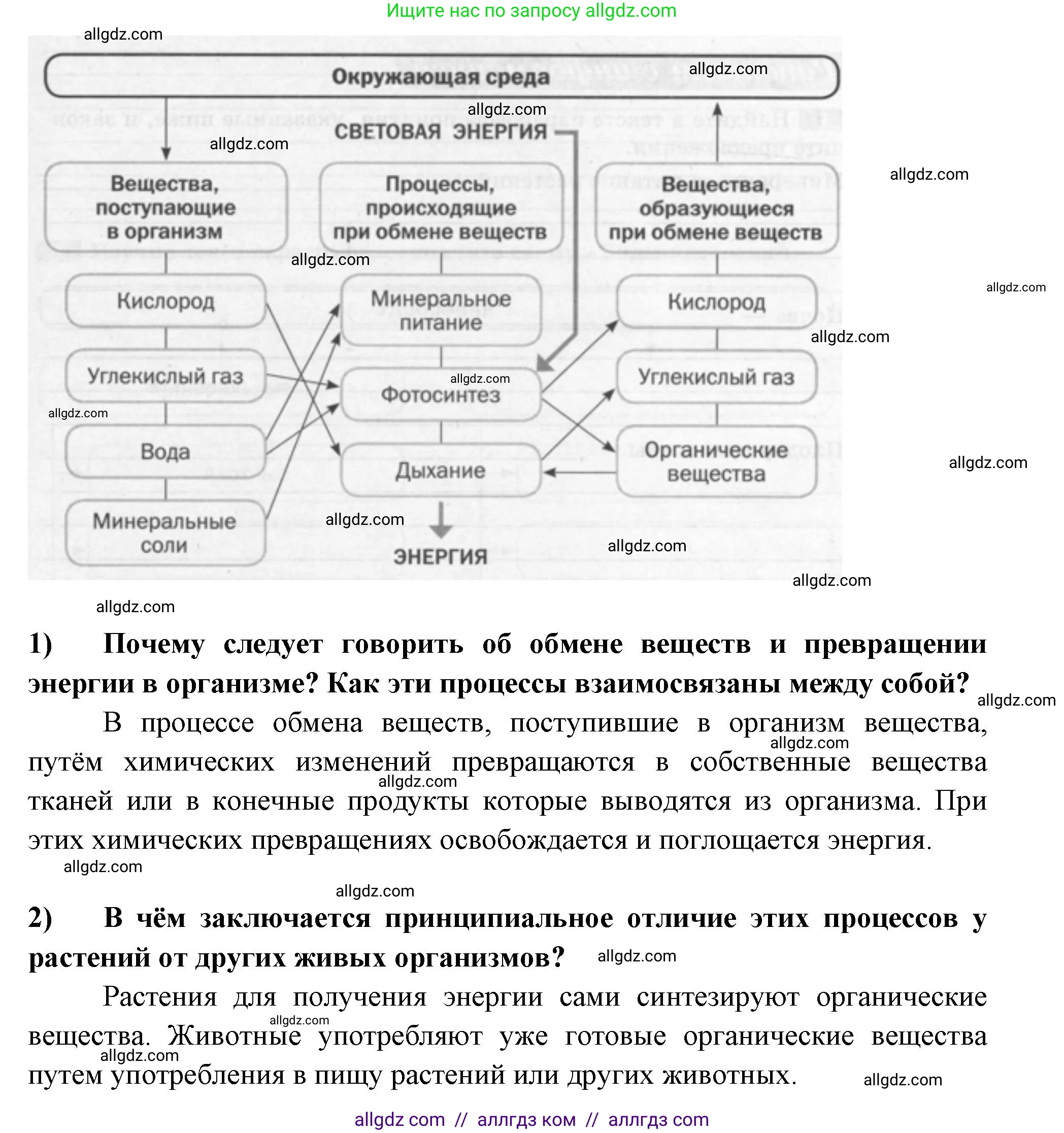 Биология, 6 класс рабочая тетрадь, авторы: Пасечник Владимир Васильевич, Суматохин Сергей Витальевич, Швецов Глеб Геннадьевич, Гапонюк Зоя Георгиевна, Косарькова Марина Викторовна, издательство Просвещение, Москва, 2023, белого цвета, страница 77, номер 3, Решение (продолжение 2)
