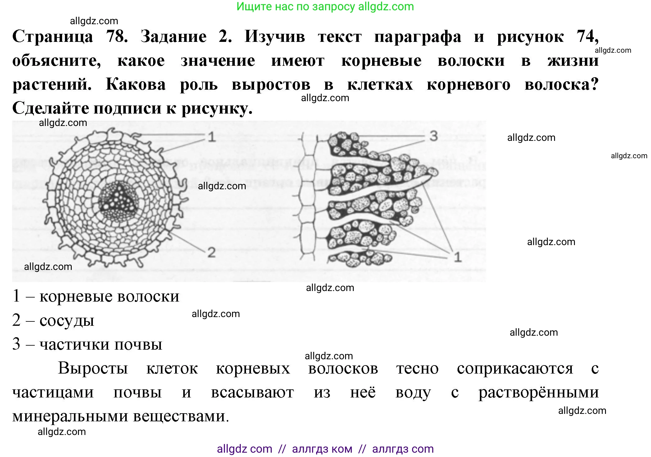 Биология, 6 класс рабочая тетрадь, авторы: Пасечник Владимир Васильевич, Суматохин Сергей Витальевич, Швецов Глеб Геннадьевич, Гапонюк Зоя Георгиевна, Косарькова Марина Викторовна, издательство Просвещение, Москва, 2023, белого цвета, страница 78, номер 2, Решение