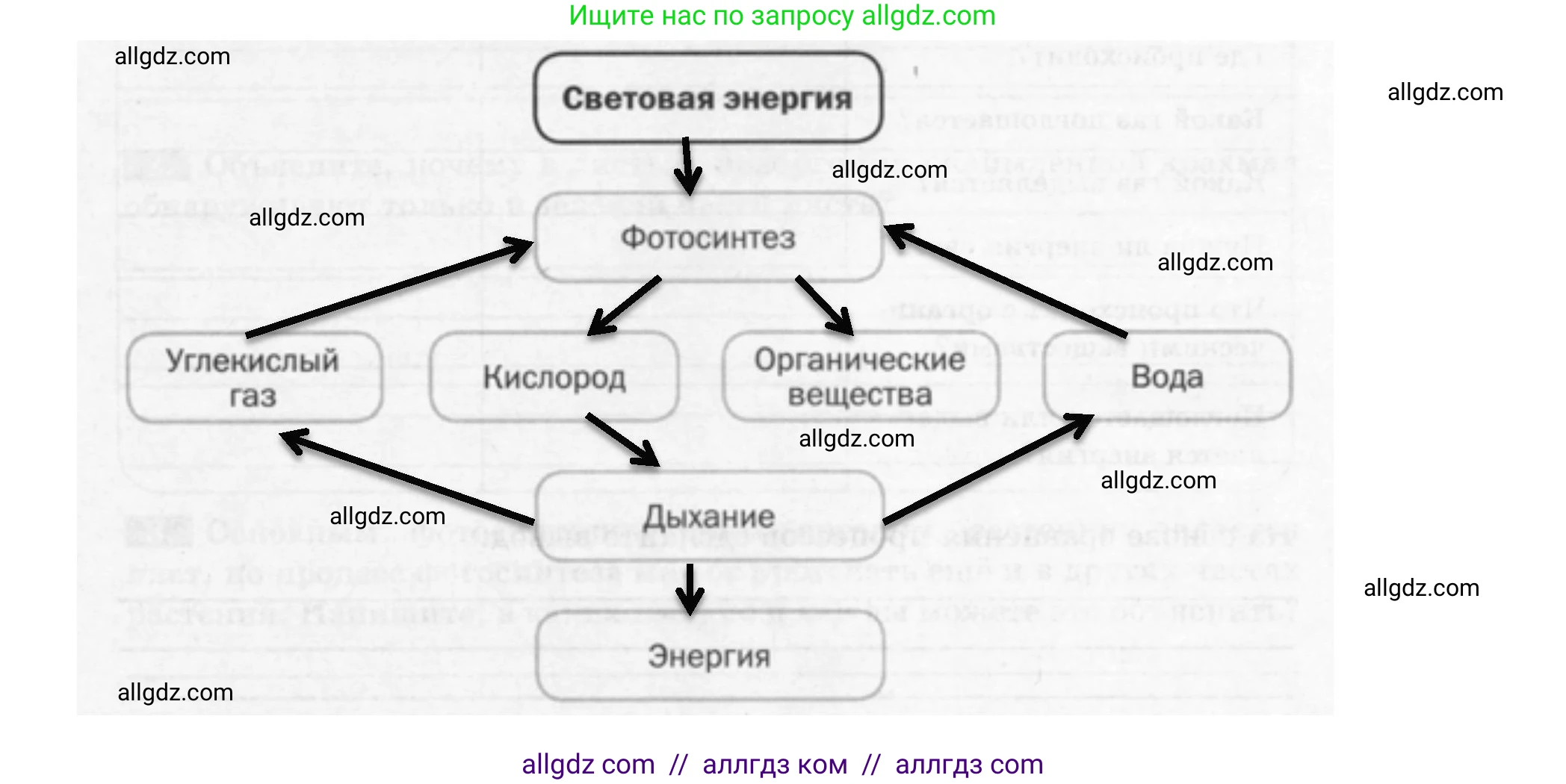 Биология, 6 класс рабочая тетрадь, авторы: Пасечник Владимир Васильевич, Суматохин Сергей Витальевич, Швецов Глеб Геннадьевич, Гапонюк Зоя Георгиевна, Косарькова Марина Викторовна, издательство Просвещение, Москва, 2023, белого цвета, страница 84, номер 3, Решение (продолжение 2)