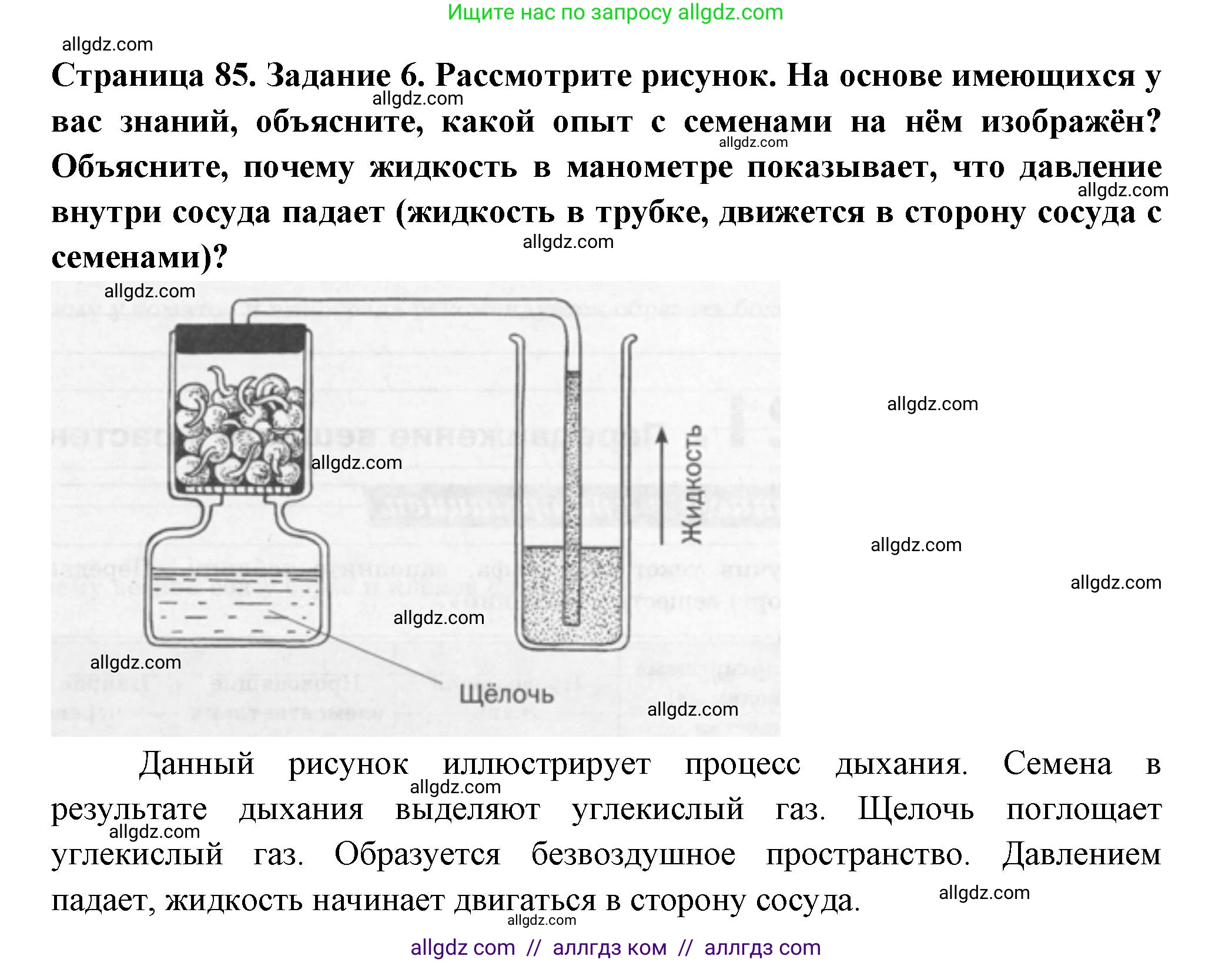 Биология, 6 класс рабочая тетрадь, авторы: Пасечник Владимир Васильевич, Суматохин Сергей Витальевич, Швецов Глеб Геннадьевич, Гапонюк Зоя Георгиевна, Косарькова Марина Викторовна, издательство Просвещение, Москва, 2023, белого цвета, страница 85, номер 6, Решение