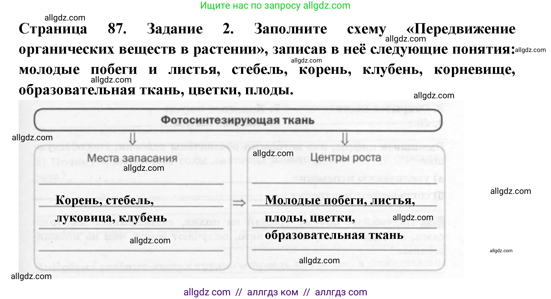 Биология, 6 класс рабочая тетрадь, авторы: Пасечник Владимир Васильевич, Суматохин Сергей Витальевич, Швецов Глеб Геннадьевич, Гапонюк Зоя Георгиевна, Косарькова Марина Викторовна, издательство Просвещение, Москва, 2023, белого цвета, страница 87, номер 2, Решение