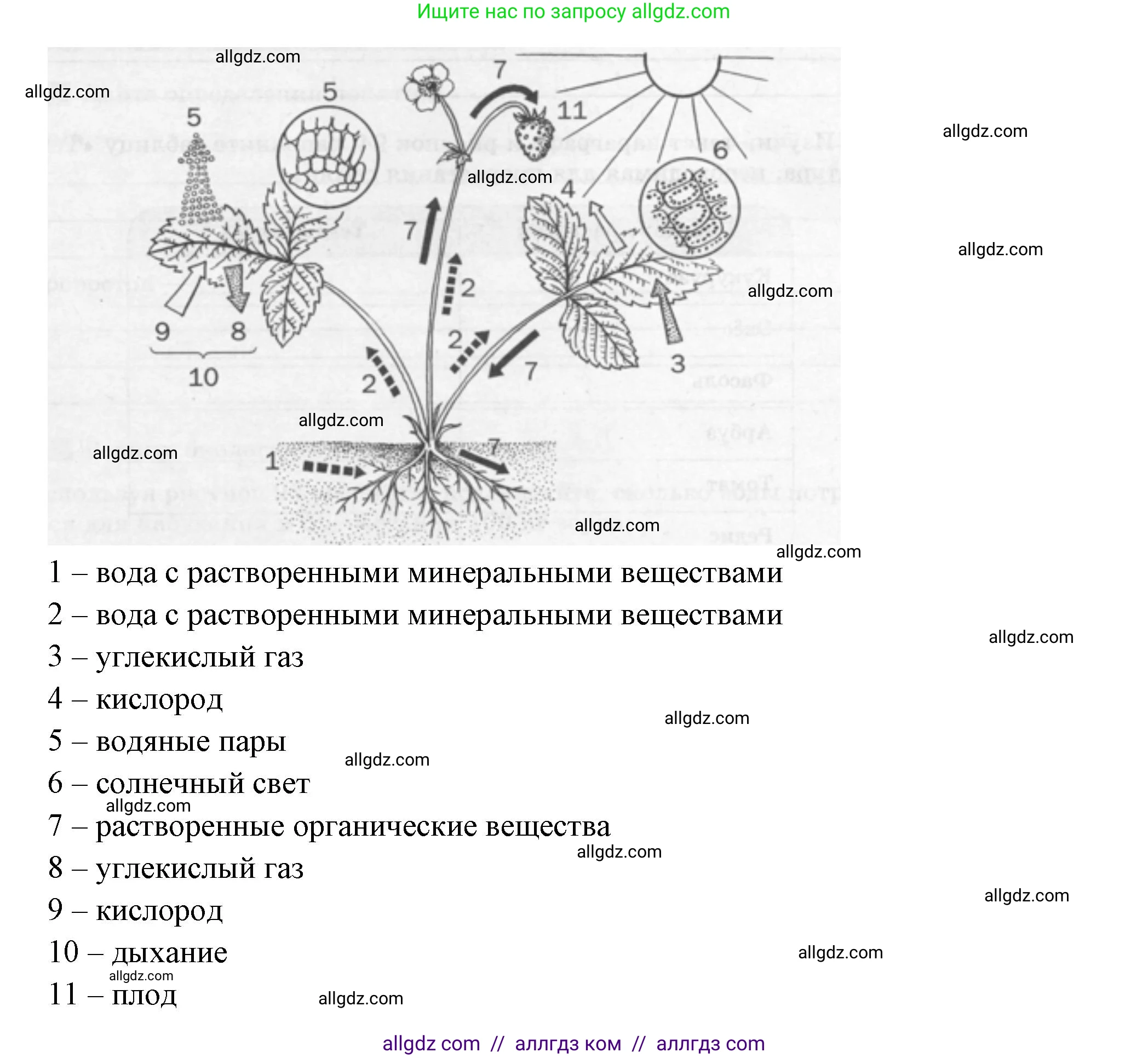 Биология, 6 класс рабочая тетрадь, авторы: Пасечник Владимир Васильевич, Суматохин Сергей Витальевич, Швецов Глеб Геннадьевич, Гапонюк Зоя Георгиевна, Косарькова Марина Викторовна, издательство Просвещение, Москва, 2023, белого цвета, страница 92, номер 6, Решение (продолжение 2)