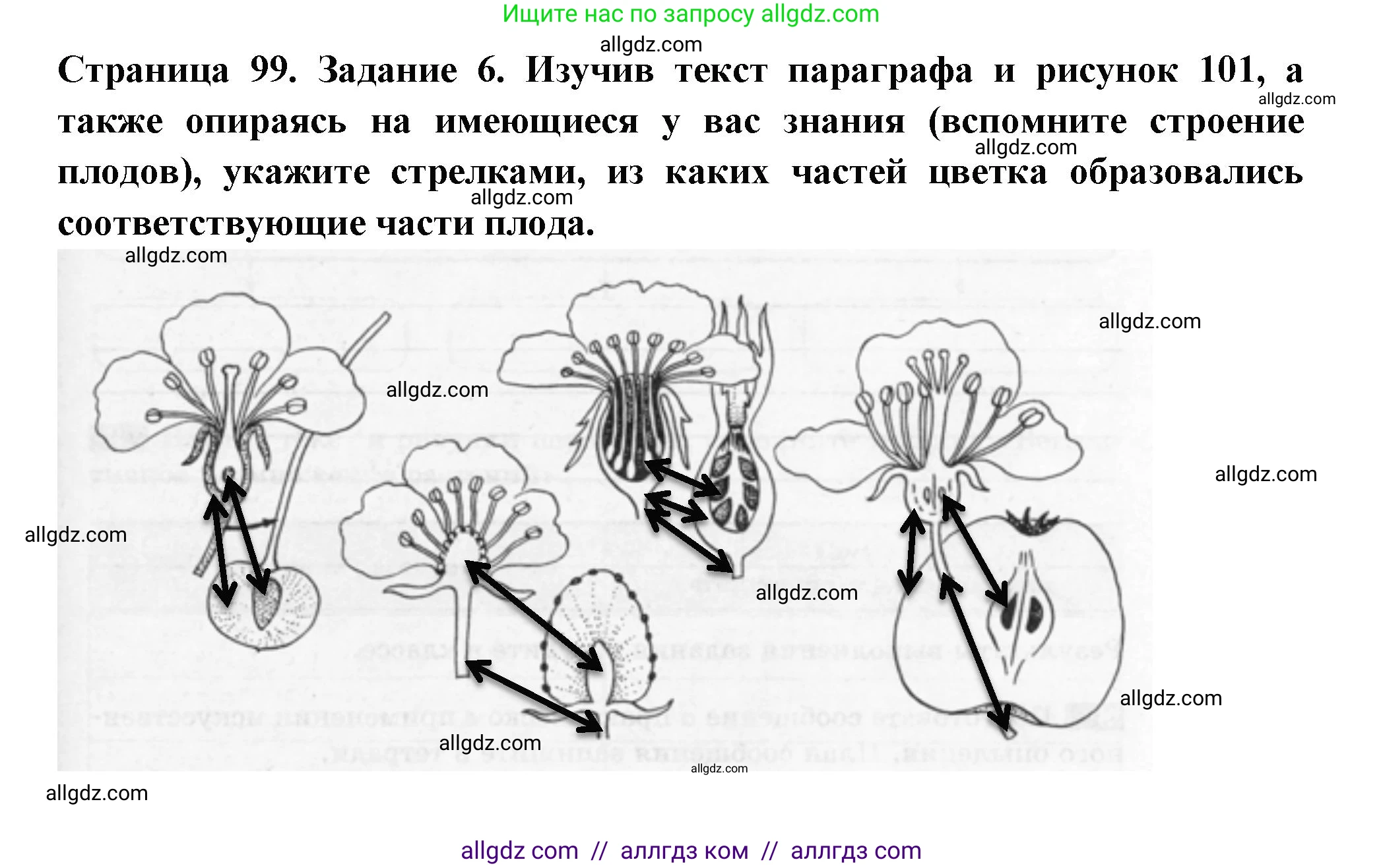 Биология, 6 класс рабочая тетрадь, авторы: Пасечник Владимир Васильевич, Суматохин Сергей Витальевич, Швецов Глеб Геннадьевич, Гапонюк Зоя Георгиевна, Косарькова Марина Викторовна, издательство Просвещение, Москва, 2023, белого цвета, страница 99, номер 6, Решение