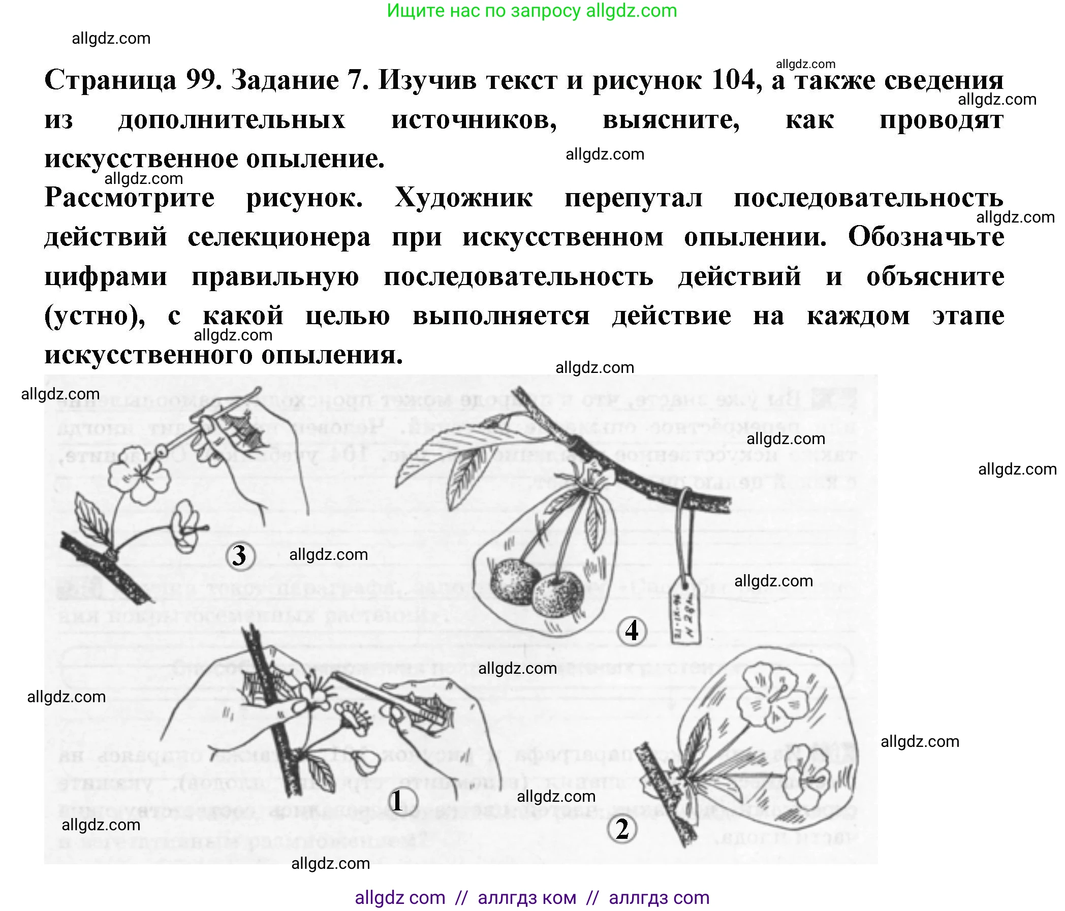Биология, 6 класс рабочая тетрадь, авторы: Пасечник Владимир Васильевич, Суматохин Сергей Витальевич, Швецов Глеб Геннадьевич, Гапонюк Зоя Георгиевна, Косарькова Марина Викторовна, издательство Просвещение, Москва, 2023, белого цвета, страница 99, номер 7, Решение