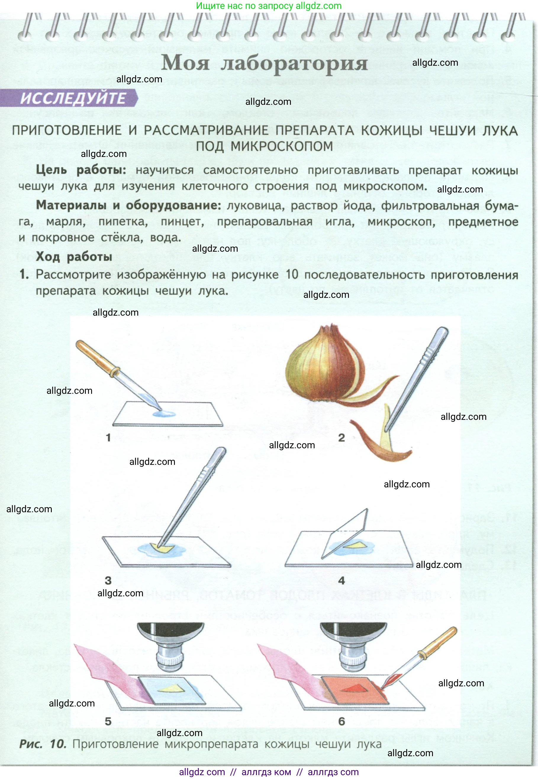 Биология, 6 класс Учебник, авторы: Пасечник Владимир Васильевич, Суматохин Сергей Витальевич, Гапонюк Зоя Георгиевна, Швецов Глеб Геннадьевич, издательство Просвещение, Москва, 2023, белого цвета, страница 17, Условие