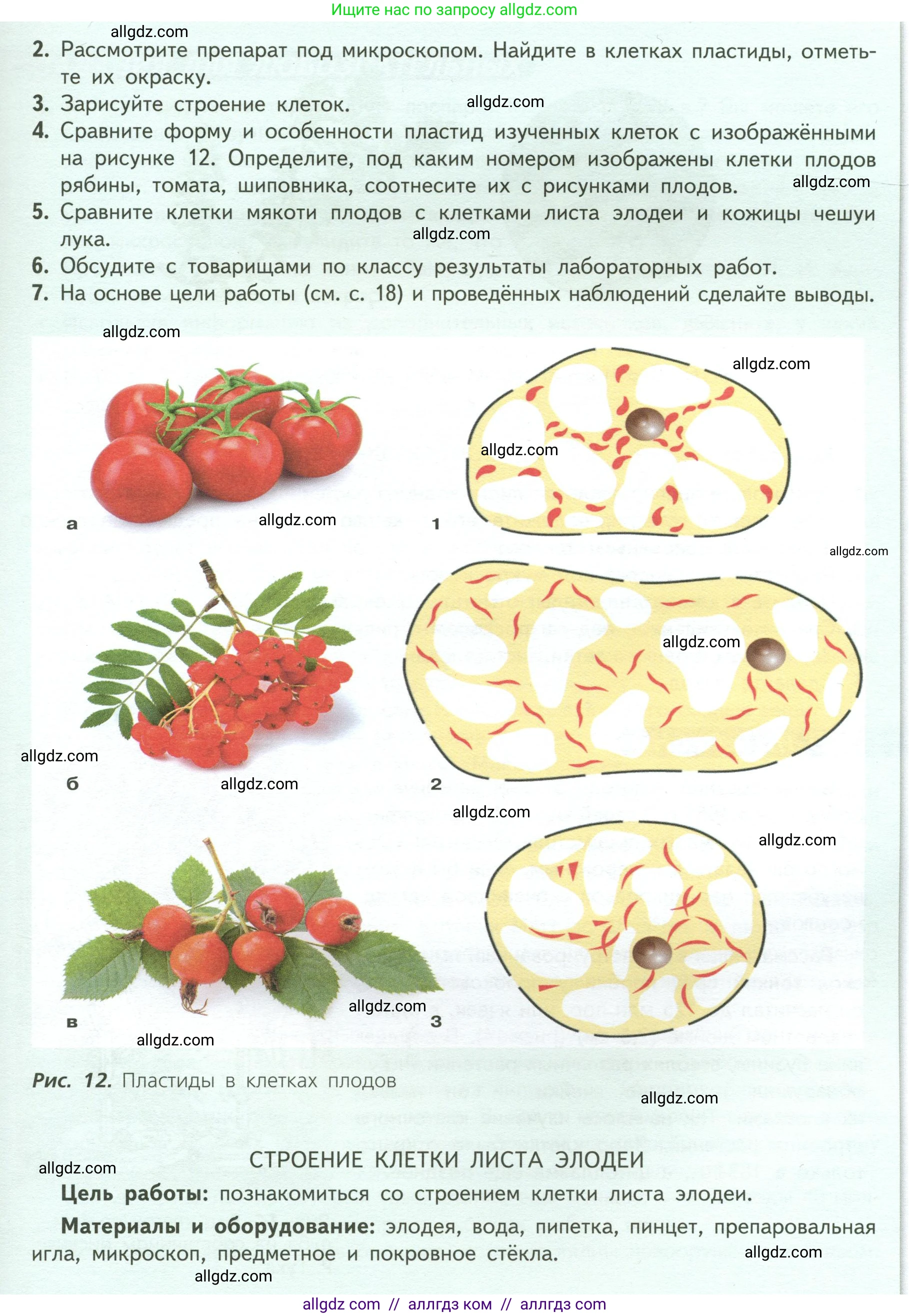 Биология, 6 класс Учебник, авторы: Пасечник Владимир Васильевич, Суматохин Сергей Витальевич, Гапонюк Зоя Георгиевна, Швецов Глеб Геннадьевич, издательство Просвещение, Москва, 2023, белого цвета, страница 17, Условие (продолжение 3)