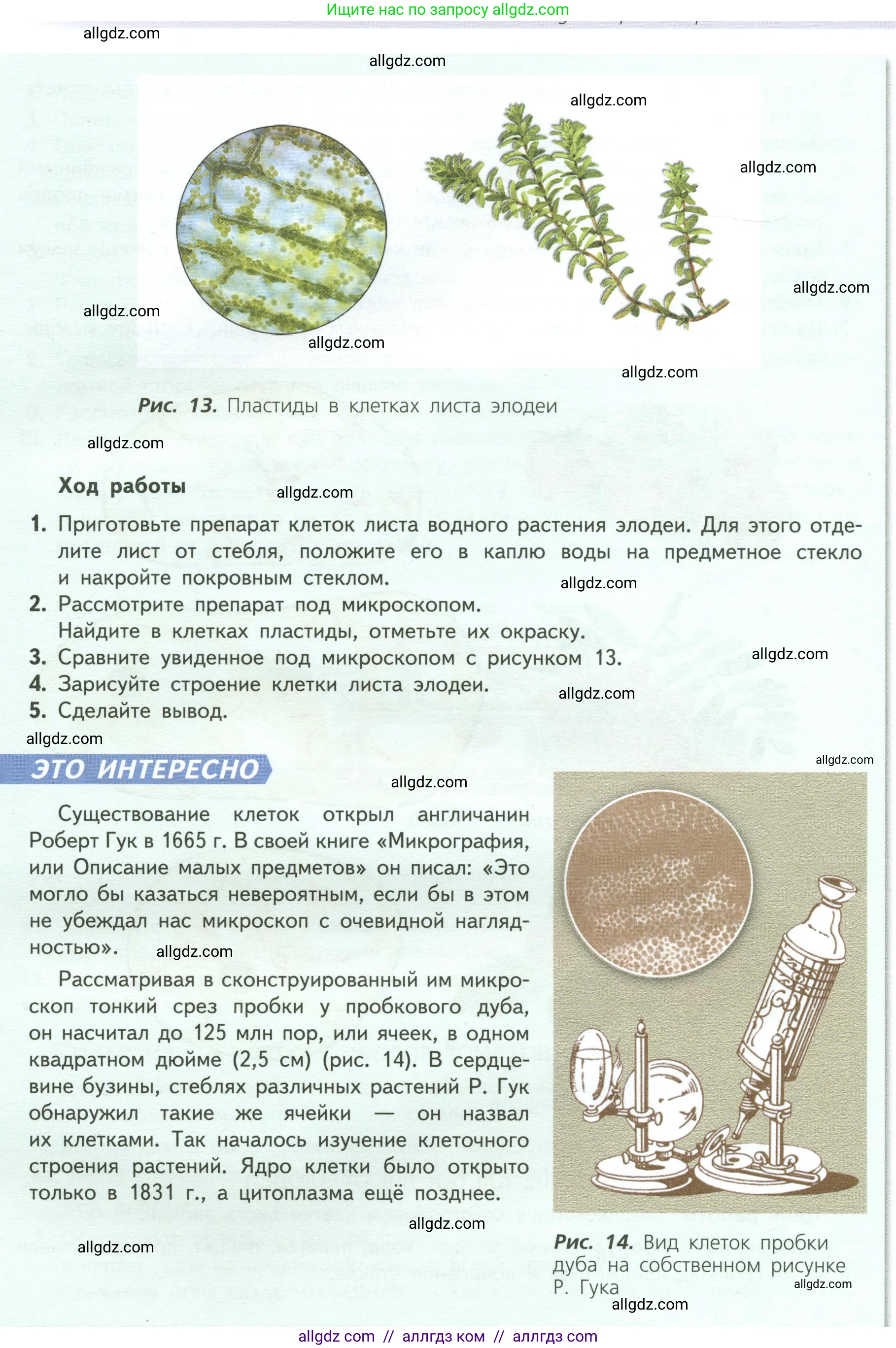 Биология, 6 класс Учебник, авторы: Пасечник Владимир Васильевич, Суматохин Сергей Витальевич, Гапонюк Зоя Георгиевна, Швецов Глеб Геннадьевич, издательство Просвещение, Москва, 2023, белого цвета, страница 17, Условие (продолжение 4)