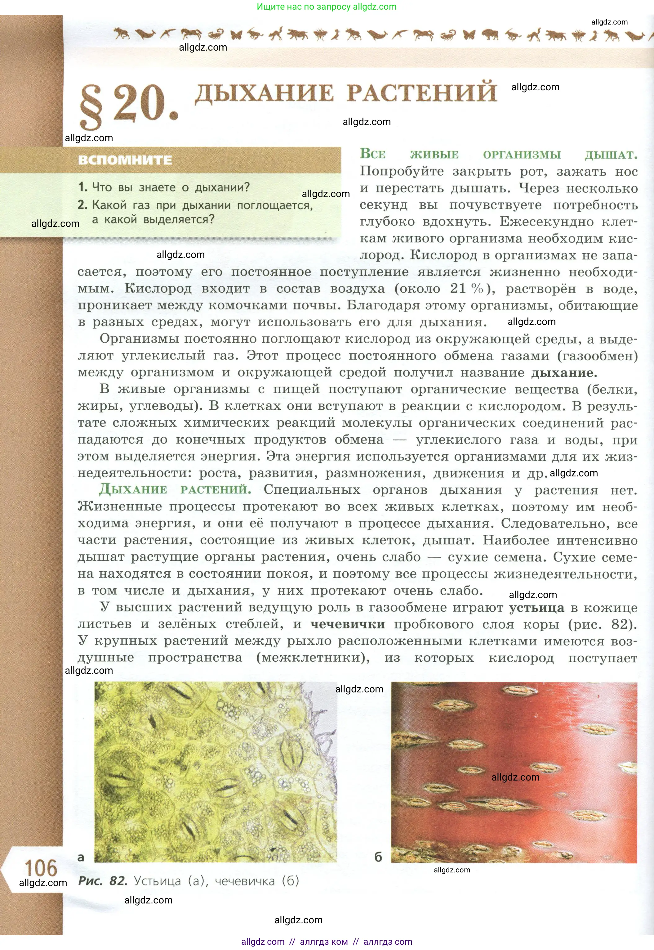 Биология, 6 класс Учебник, авторы: Пасечник Владимир Васильевич, Суматохин Сергей Витальевич, Гапонюк Зоя Георгиевна, Швецов Глеб Геннадьевич, издательство Просвещение, Москва, 2023, белого цвета, страница 106