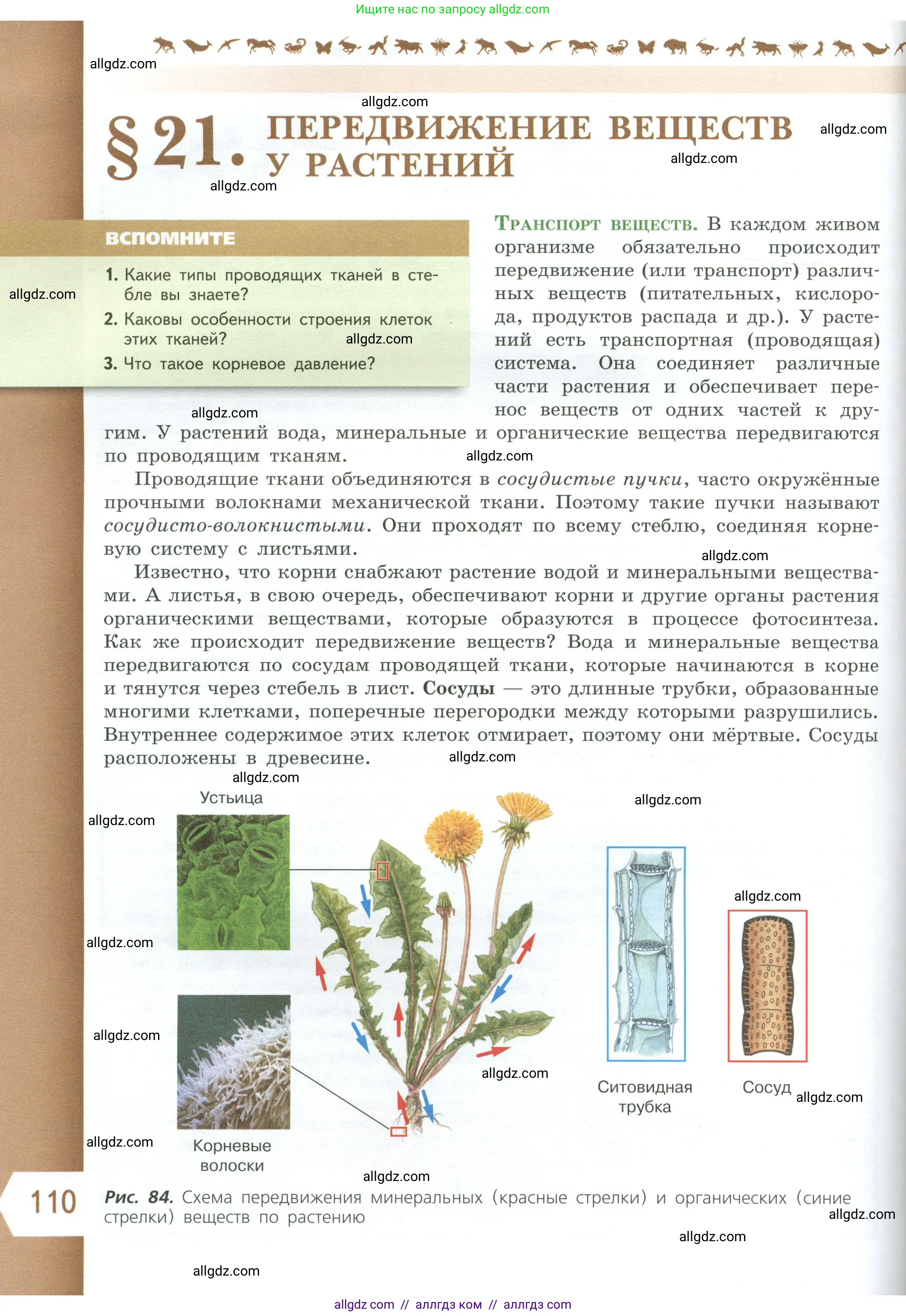Биология, 6 класс Учебник, авторы: Пасечник Владимир Васильевич, Суматохин Сергей Витальевич, Гапонюк Зоя Георгиевна, Швецов Глеб Геннадьевич, издательство Просвещение, Москва, 2023, белого цвета, страница 110
