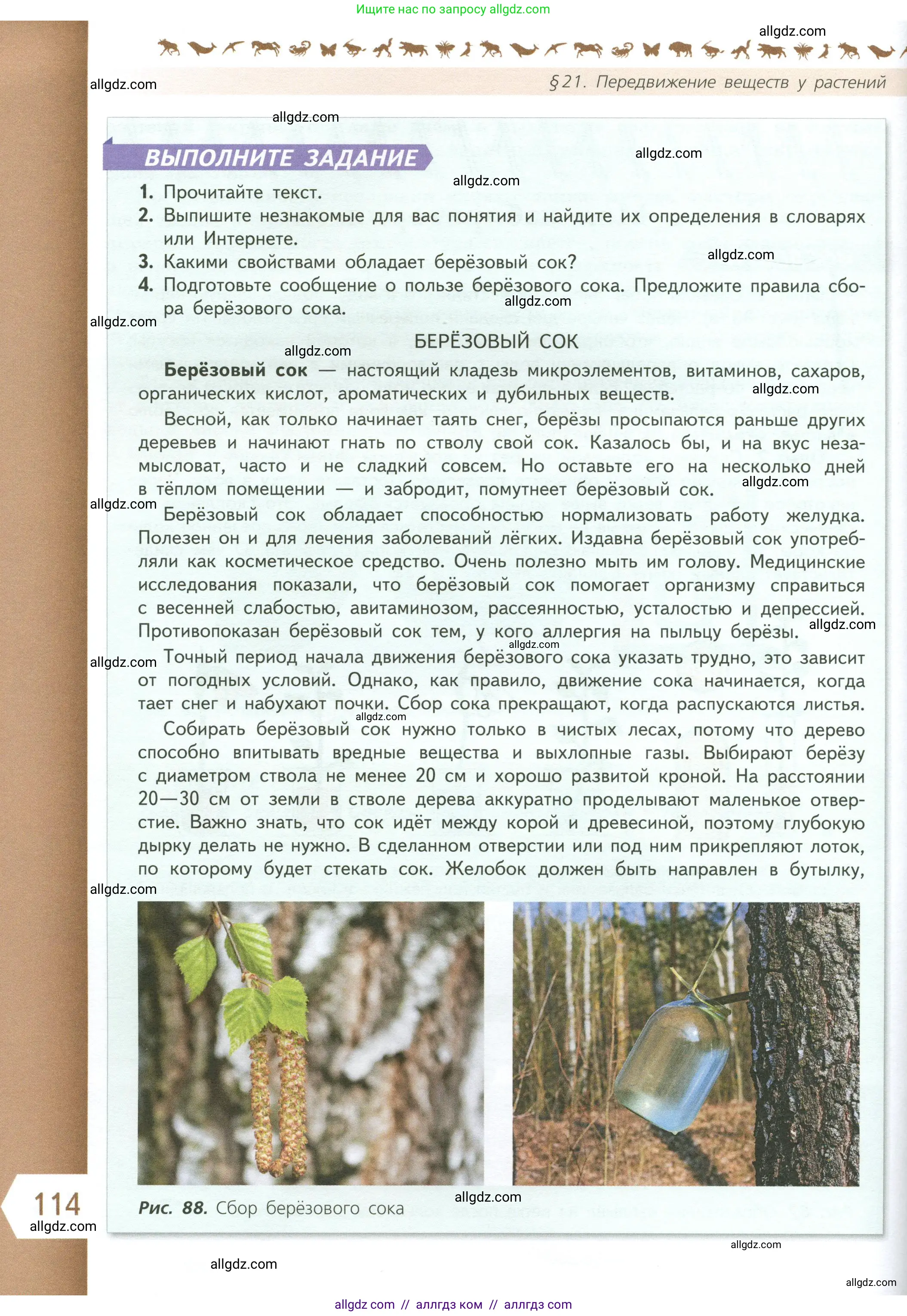 Биология, 6 класс Учебник, авторы: Пасечник Владимир Васильевич, Суматохин Сергей Витальевич, Гапонюк Зоя Георгиевна, Швецов Глеб Геннадьевич, издательство Просвещение, Москва, 2023, белого цвета, страница 114