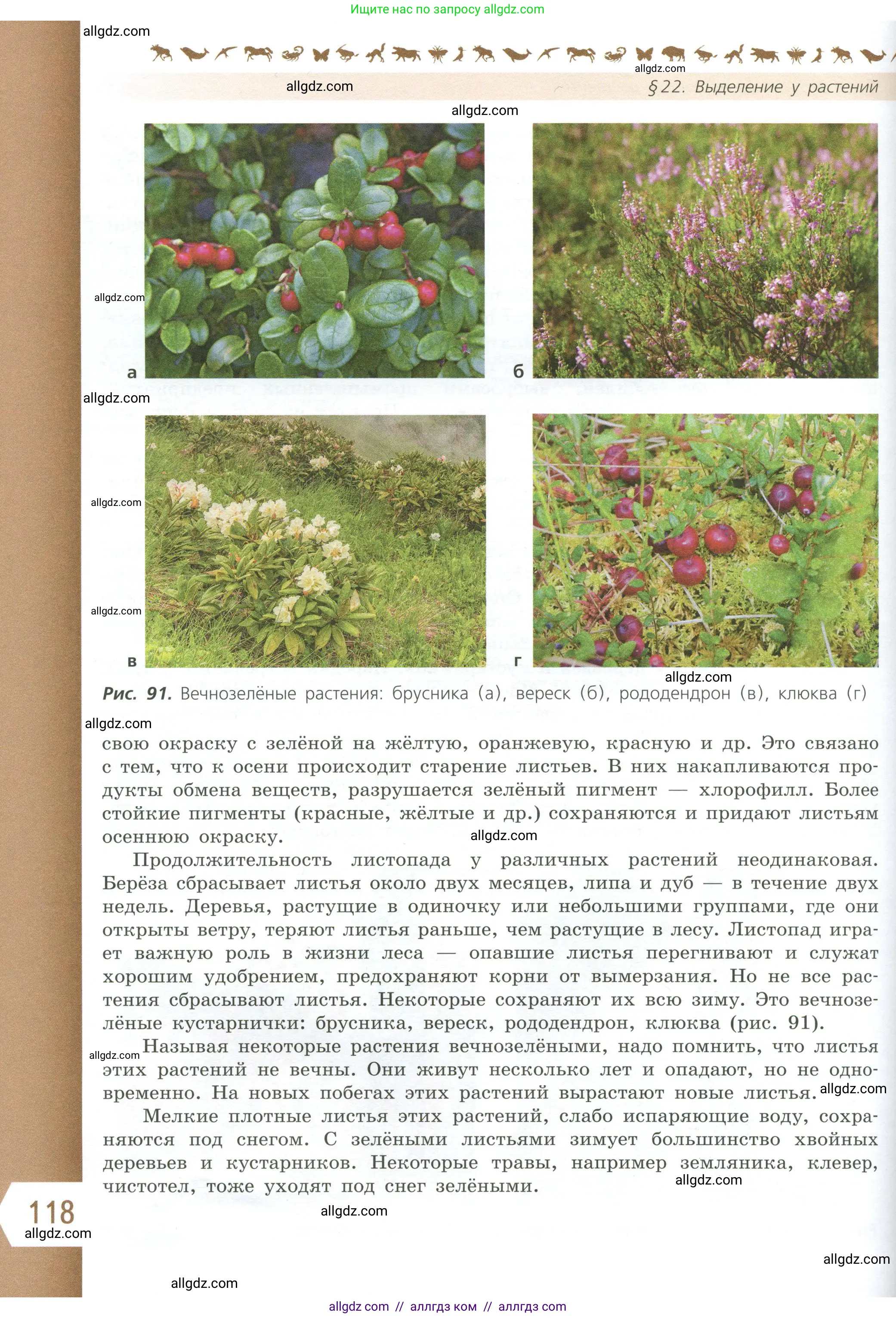 Биология, 6 класс Учебник, авторы: Пасечник Владимир Васильевич, Суматохин Сергей Витальевич, Гапонюк Зоя Георгиевна, Швецов Глеб Геннадьевич, издательство Просвещение, Москва, 2023, белого цвета, страница 118