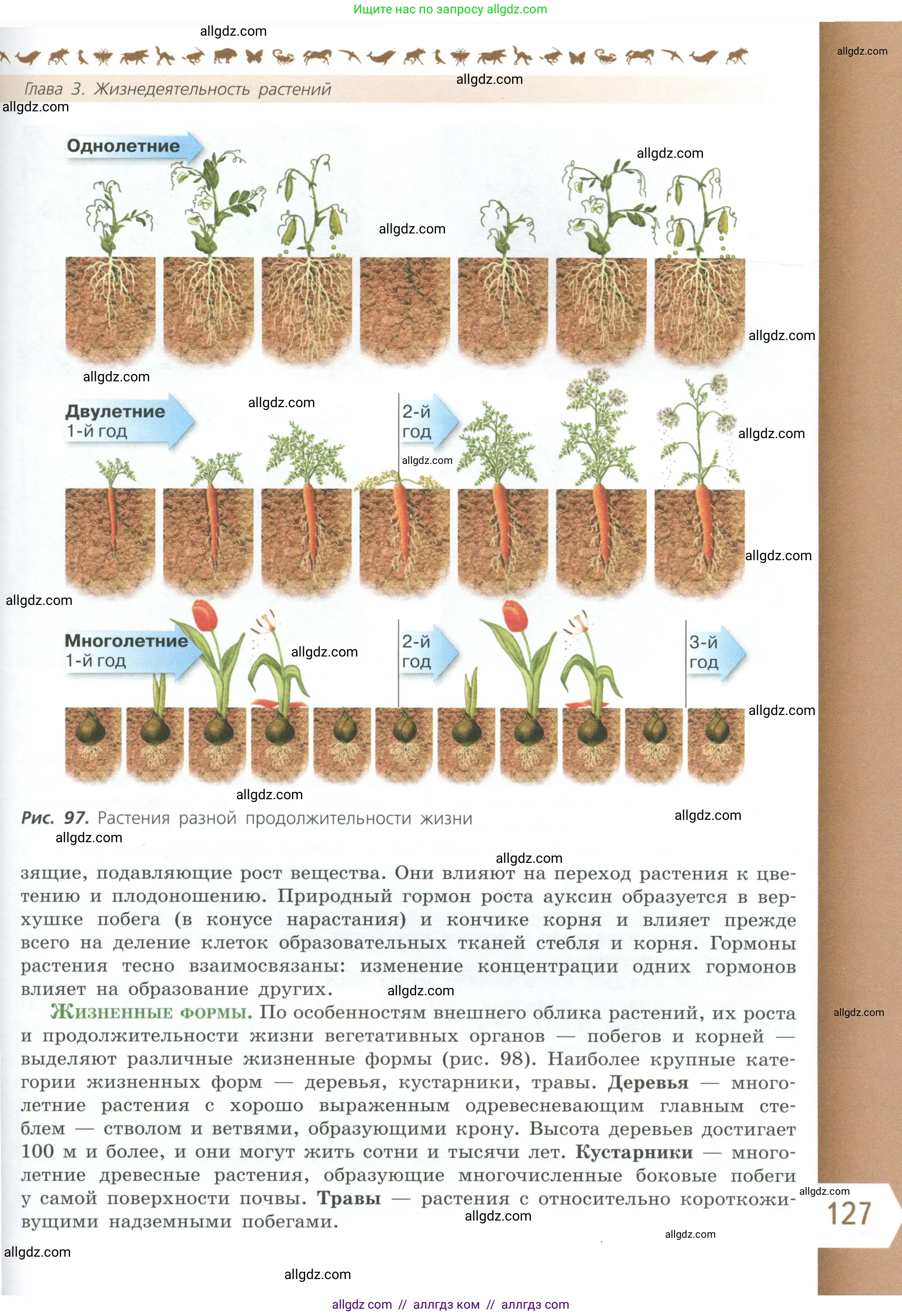 Биология, 6 класс Учебник, авторы: Пасечник Владимир Васильевич, Суматохин Сергей Витальевич, Гапонюк Зоя Георгиевна, Швецов Глеб Геннадьевич, издательство Просвещение, Москва, 2023, белого цвета, страница 127