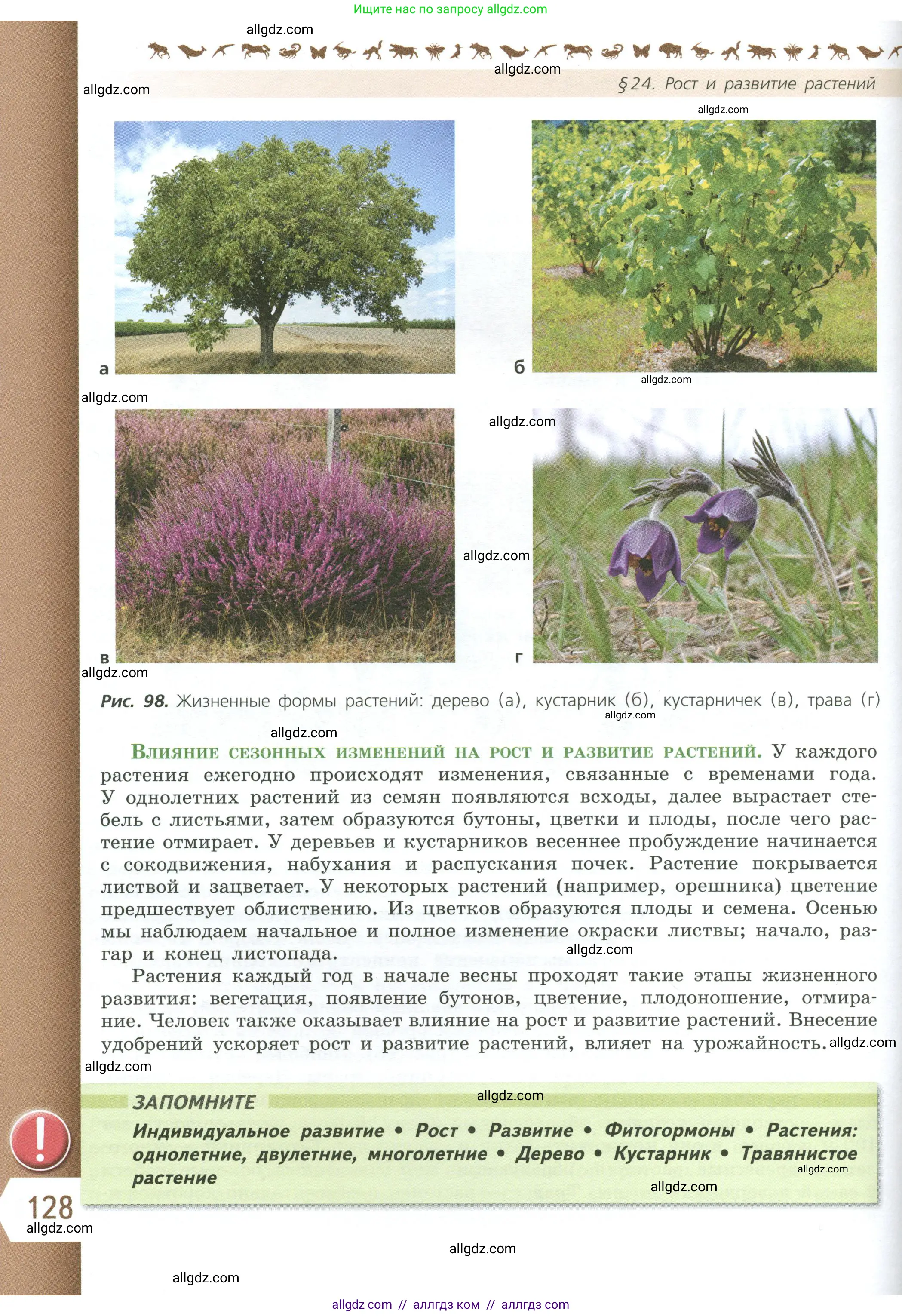 Биология, 6 класс Учебник, авторы: Пасечник Владимир Васильевич, Суматохин Сергей Витальевич, Гапонюк Зоя Георгиевна, Швецов Глеб Геннадьевич, издательство Просвещение, Москва, 2023, белого цвета, страница 128