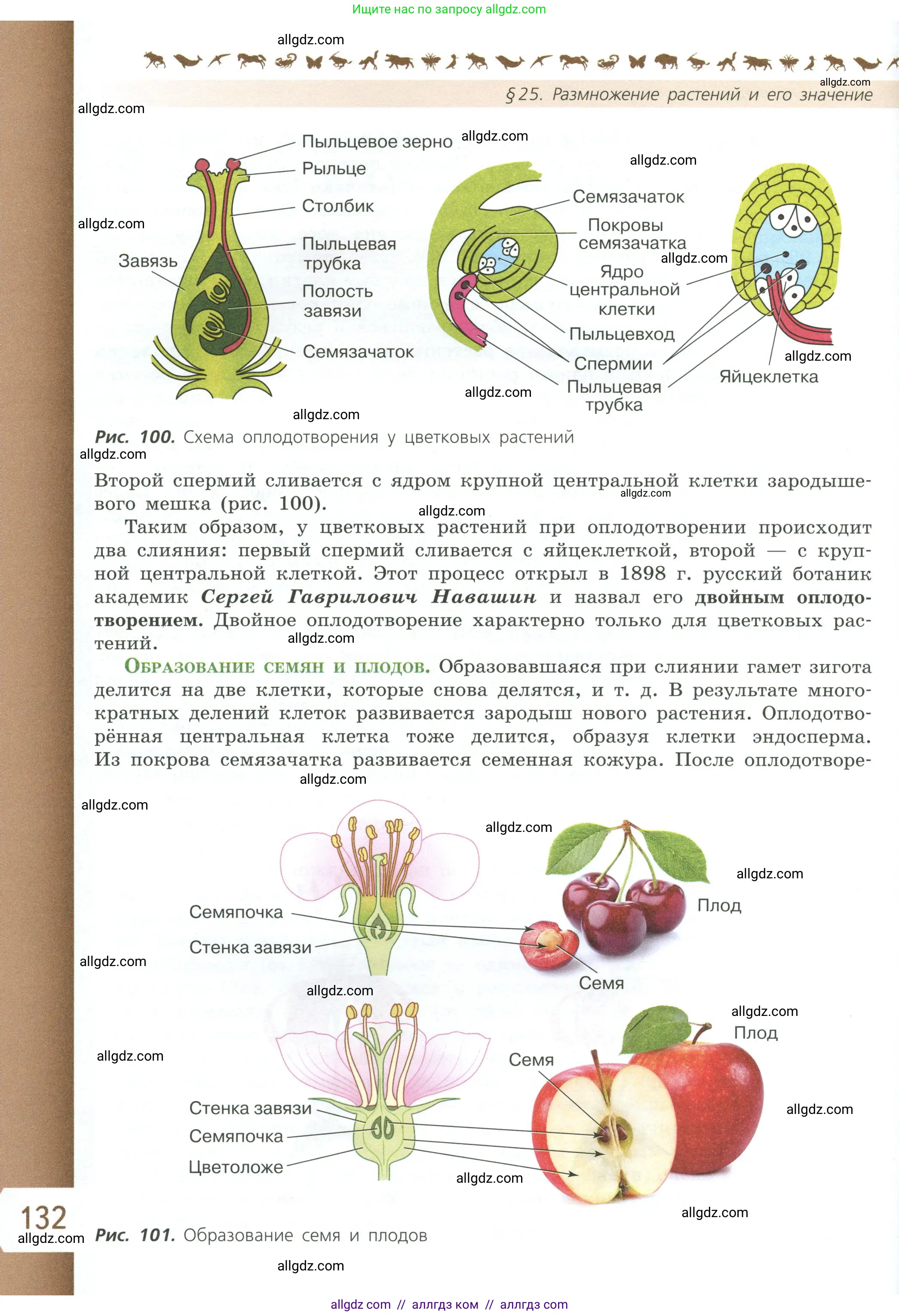 Биология, 6 класс Учебник, авторы: Пасечник Владимир Васильевич, Суматохин Сергей Витальевич, Гапонюк Зоя Георгиевна, Швецов Глеб Геннадьевич, издательство Просвещение, Москва, 2023, белого цвета, страница 132
