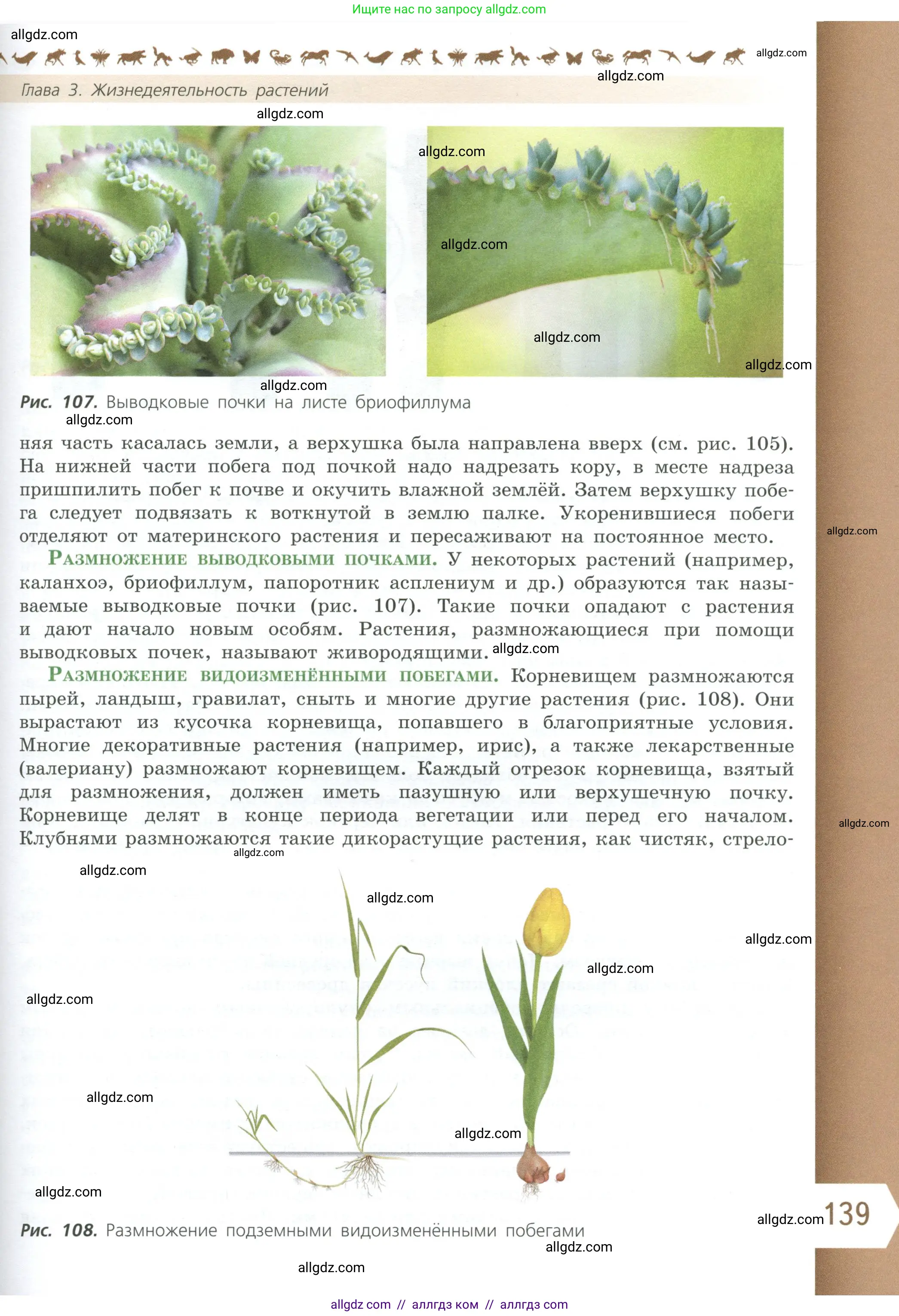 Биология, 6 класс Учебник, авторы: Пасечник Владимир Васильевич, Суматохин Сергей Витальевич, Гапонюк Зоя Георгиевна, Швецов Глеб Геннадьевич, издательство Просвещение, Москва, 2023, белого цвета, страница 139