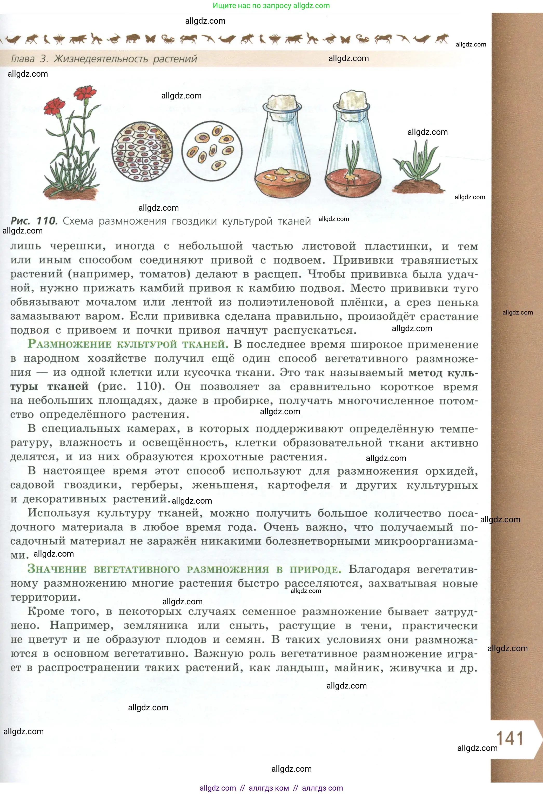 Биология, 6 класс Учебник, авторы: Пасечник Владимир Васильевич, Суматохин Сергей Витальевич, Гапонюк Зоя Георгиевна, Швецов Глеб Геннадьевич, издательство Просвещение, Москва, 2023, белого цвета, страница 141