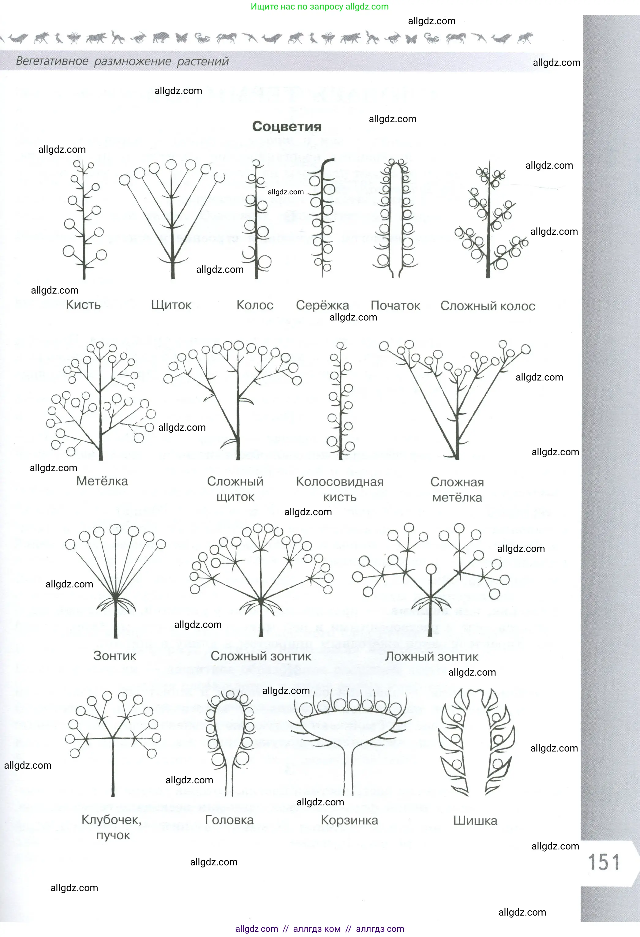 Биология, 6 класс Учебник, авторы: Пасечник Владимир Васильевич, Суматохин Сергей Витальевич, Гапонюк Зоя Георгиевна, Швецов Глеб Геннадьевич, издательство Просвещение, Москва, 2023, белого цвета, страница 151