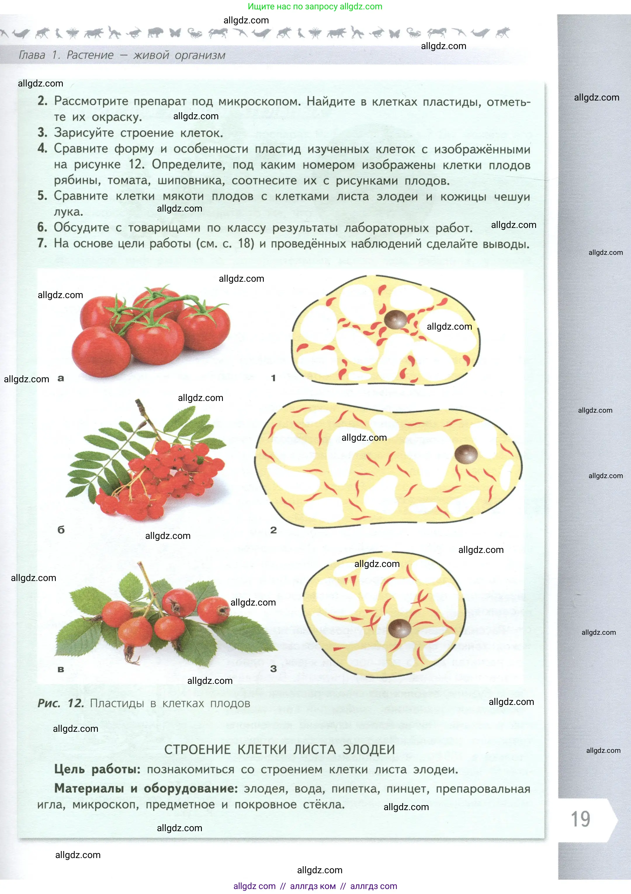 Биология, 6 класс Учебник, авторы: Пасечник Владимир Васильевич, Суматохин Сергей Витальевич, Гапонюк Зоя Георгиевна, Швецов Глеб Геннадьевич, издательство Просвещение, Москва, 2023, белого цвета, страница 19