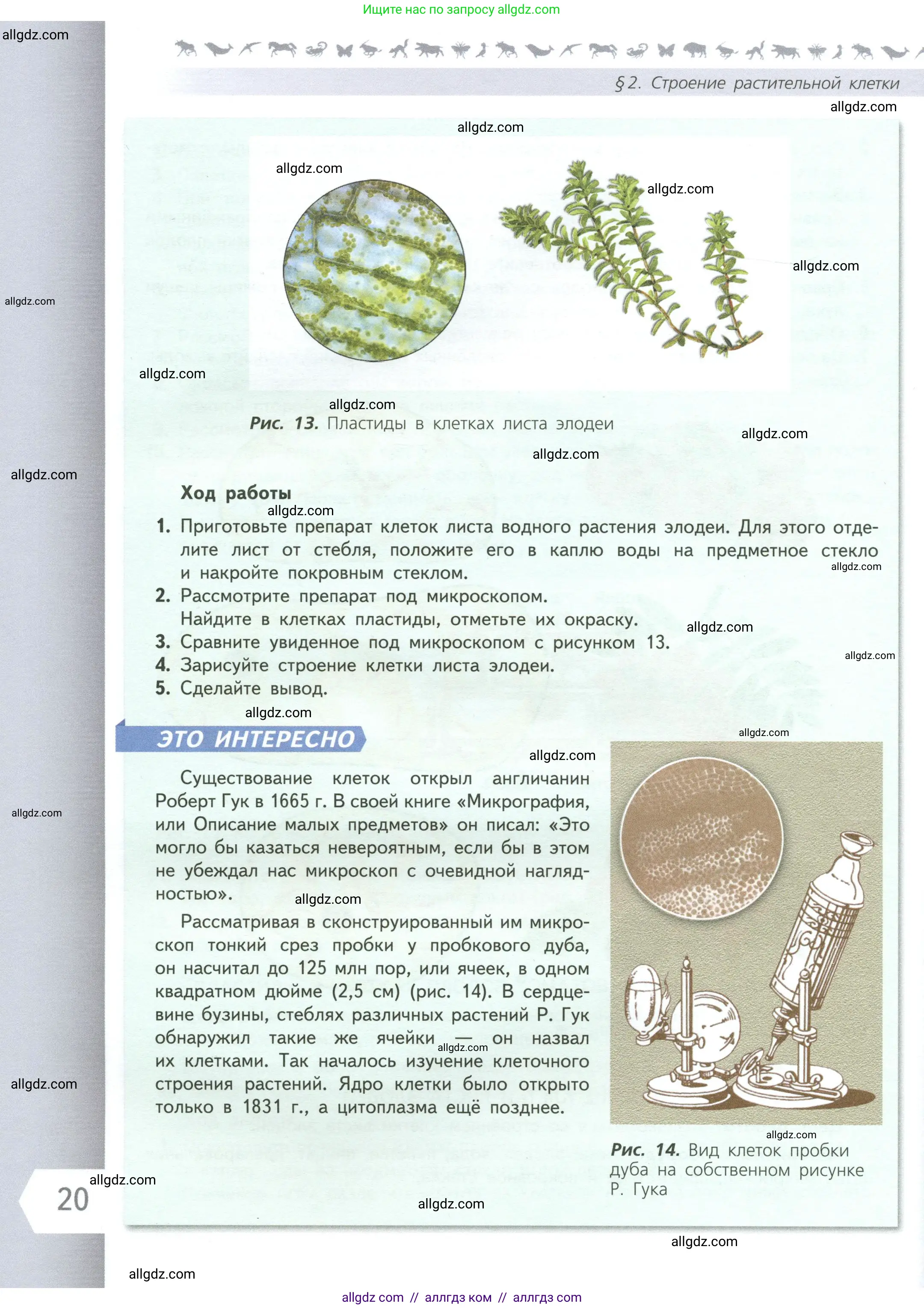 Биология, 6 класс Учебник, авторы: Пасечник Владимир Васильевич, Суматохин Сергей Витальевич, Гапонюк Зоя Георгиевна, Швецов Глеб Геннадьевич, издательство Просвещение, Москва, 2023, белого цвета, страница 20