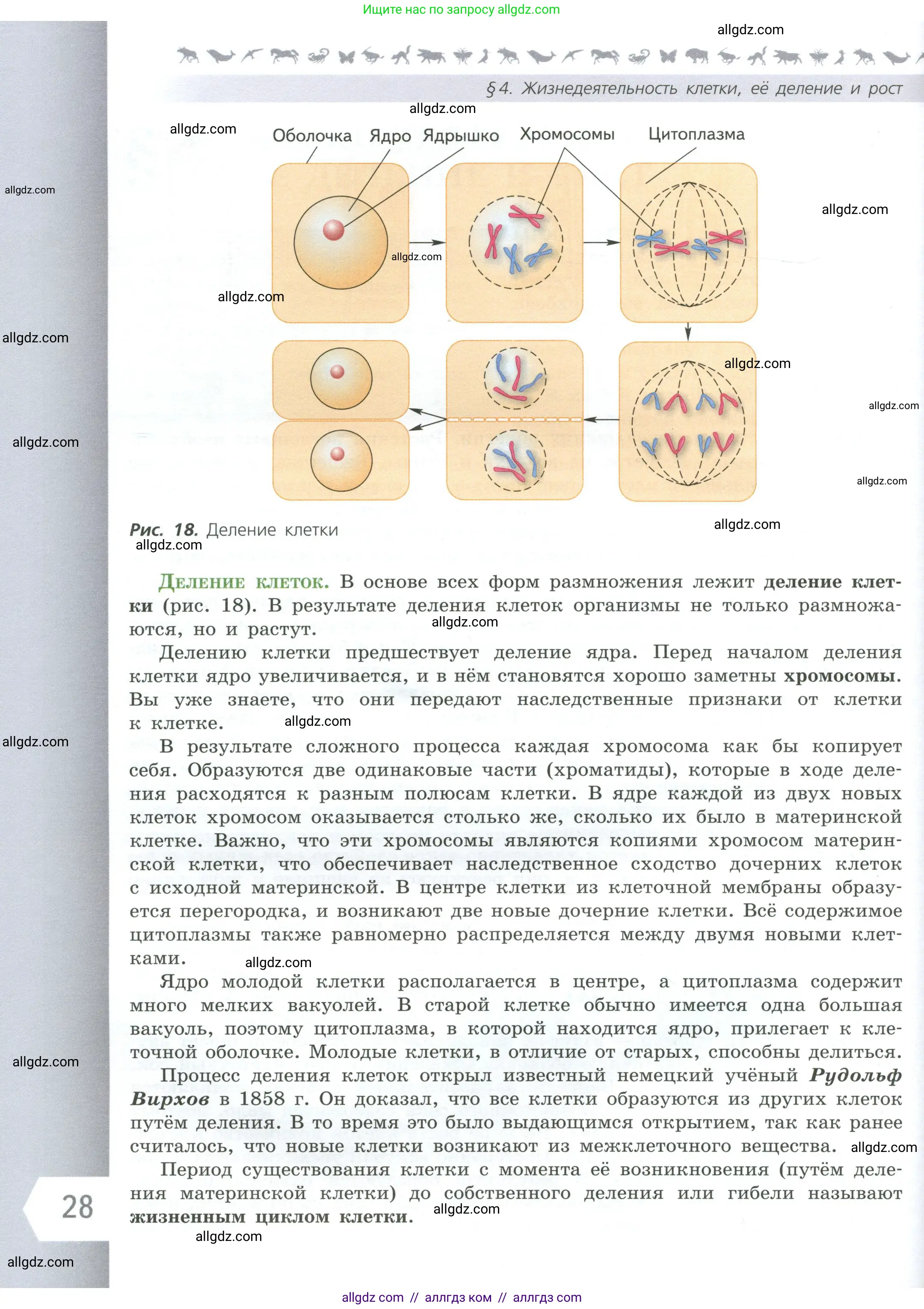 Биология, 6 класс Учебник, авторы: Пасечник Владимир Васильевич, Суматохин Сергей Витальевич, Гапонюк Зоя Георгиевна, Швецов Глеб Геннадьевич, издательство Просвещение, Москва, 2023, белого цвета, страница 28