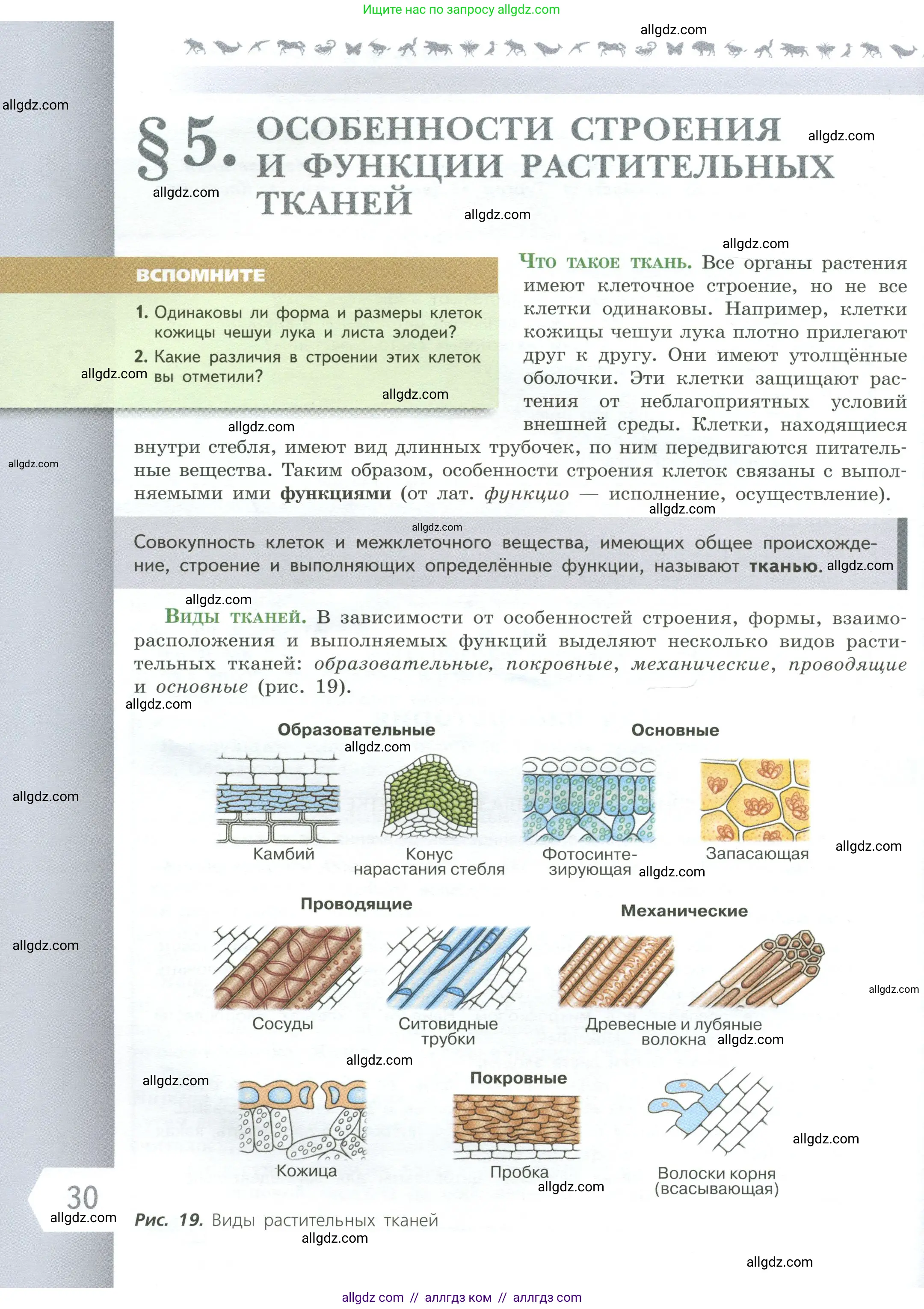 Биология, 6 класс Учебник, авторы: Пасечник Владимир Васильевич, Суматохин Сергей Витальевич, Гапонюк Зоя Георгиевна, Швецов Глеб Геннадьевич, издательство Просвещение, Москва, 2023, белого цвета, страница 30