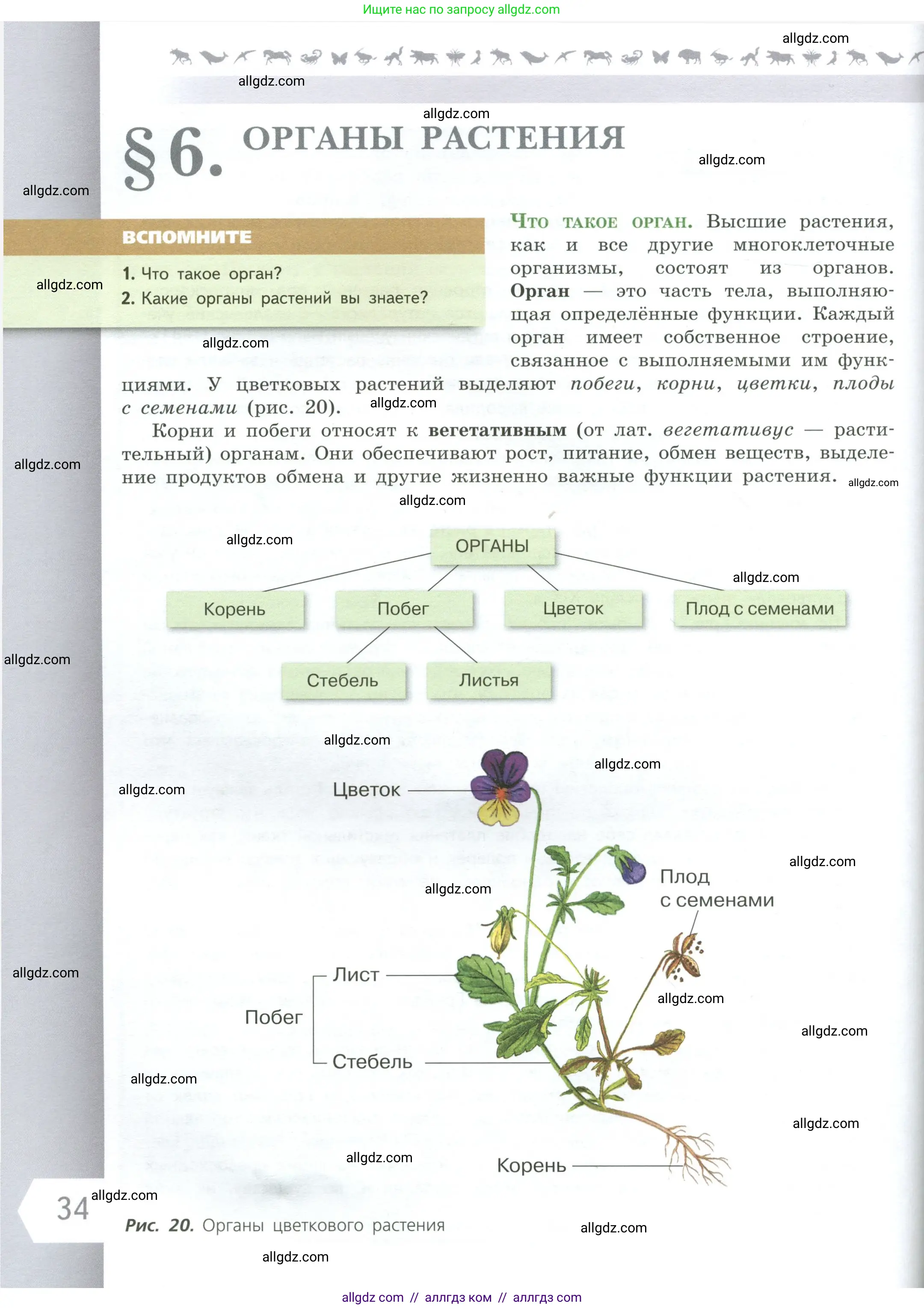 Биология, 6 класс Учебник, авторы: Пасечник Владимир Васильевич, Суматохин Сергей Витальевич, Гапонюк Зоя Георгиевна, Швецов Глеб Геннадьевич, издательство Просвещение, Москва, 2023, белого цвета, страница 34