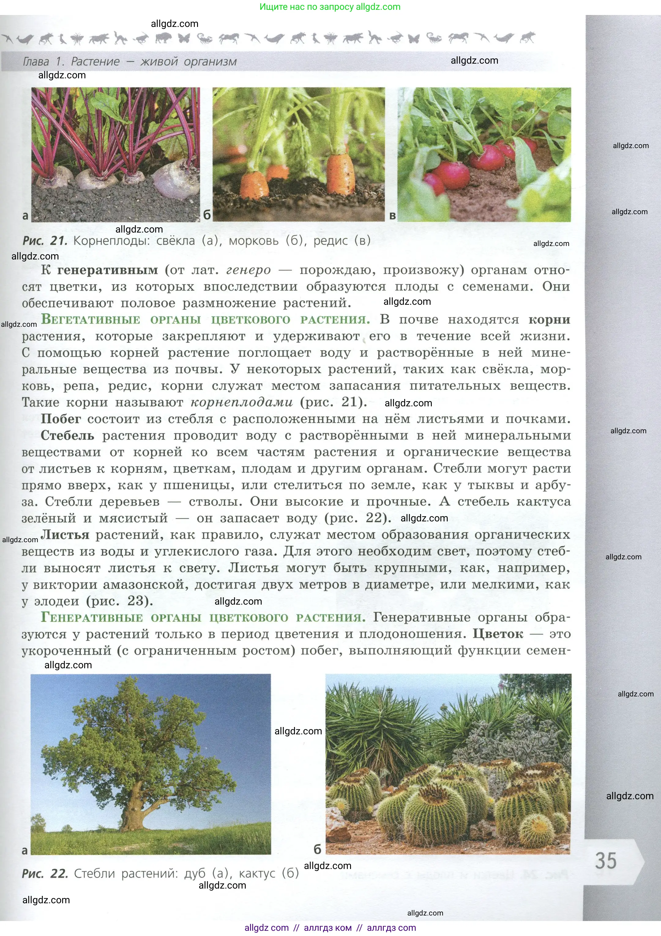 Биология, 6 класс Учебник, авторы: Пасечник Владимир Васильевич, Суматохин Сергей Витальевич, Гапонюк Зоя Георгиевна, Швецов Глеб Геннадьевич, издательство Просвещение, Москва, 2023, белого цвета, страница 35