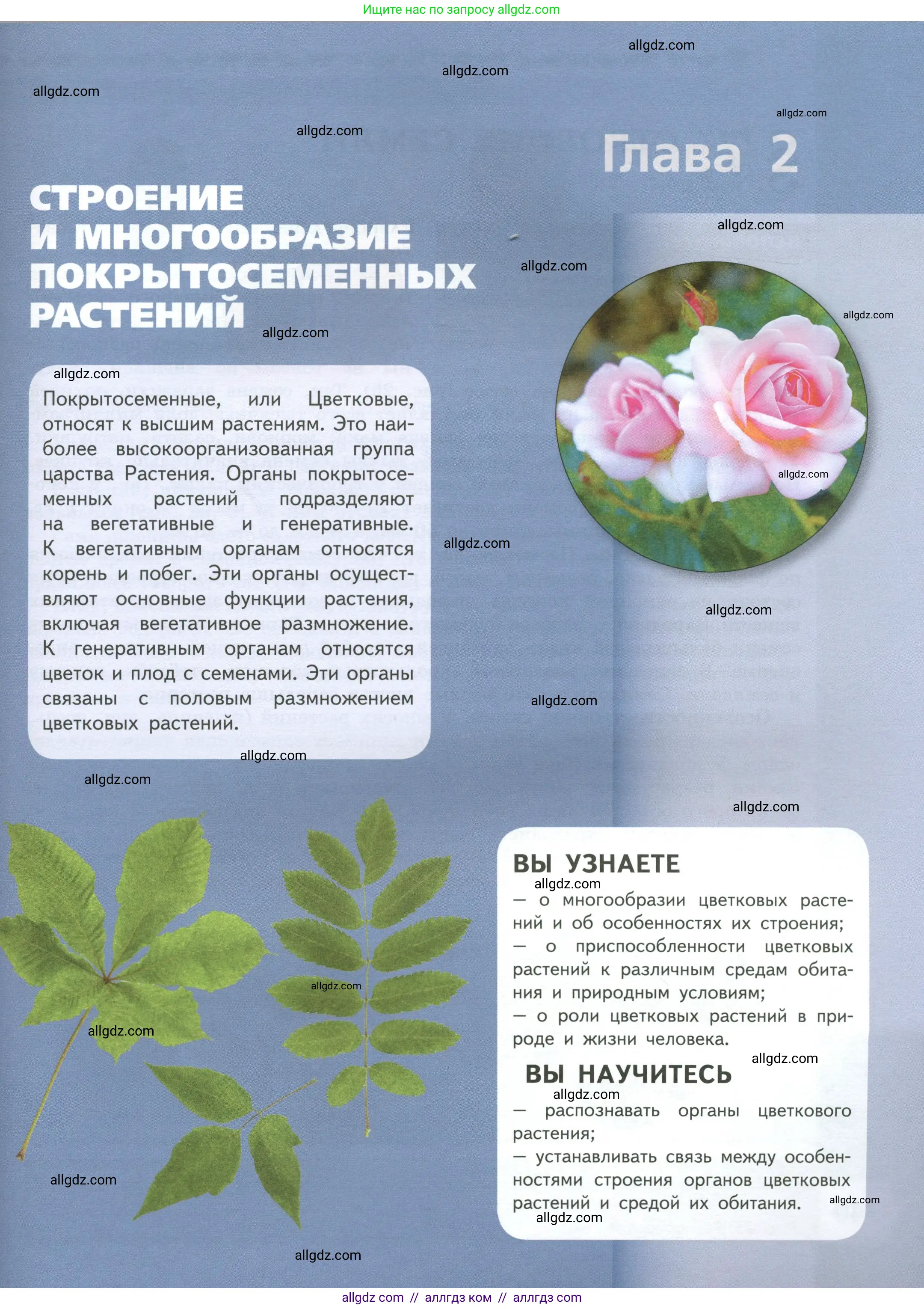 Биология, 6 класс Учебник, авторы: Пасечник Владимир Васильевич, Суматохин Сергей Витальевич, Гапонюк Зоя Георгиевна, Швецов Глеб Геннадьевич, издательство Просвещение, Москва, 2023, белого цвета, страница 39